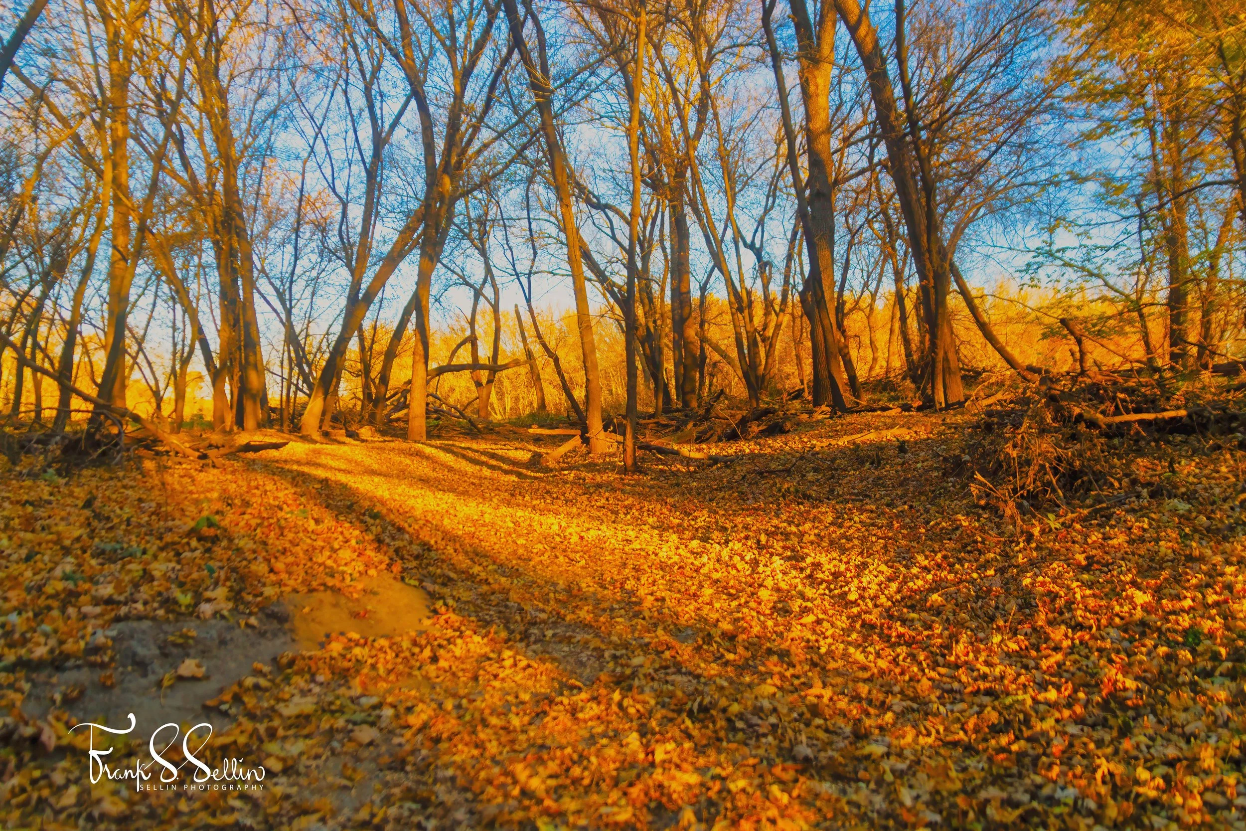 "Trail Colored in Leaves"