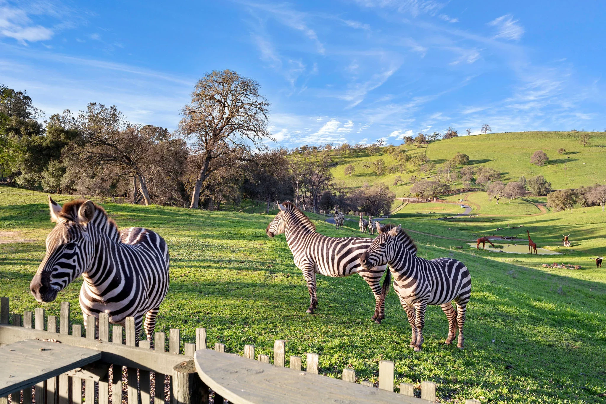 Zebras grazing on a lush green pasture with rolling hills, scattered trees, and a blue sky with clouds.