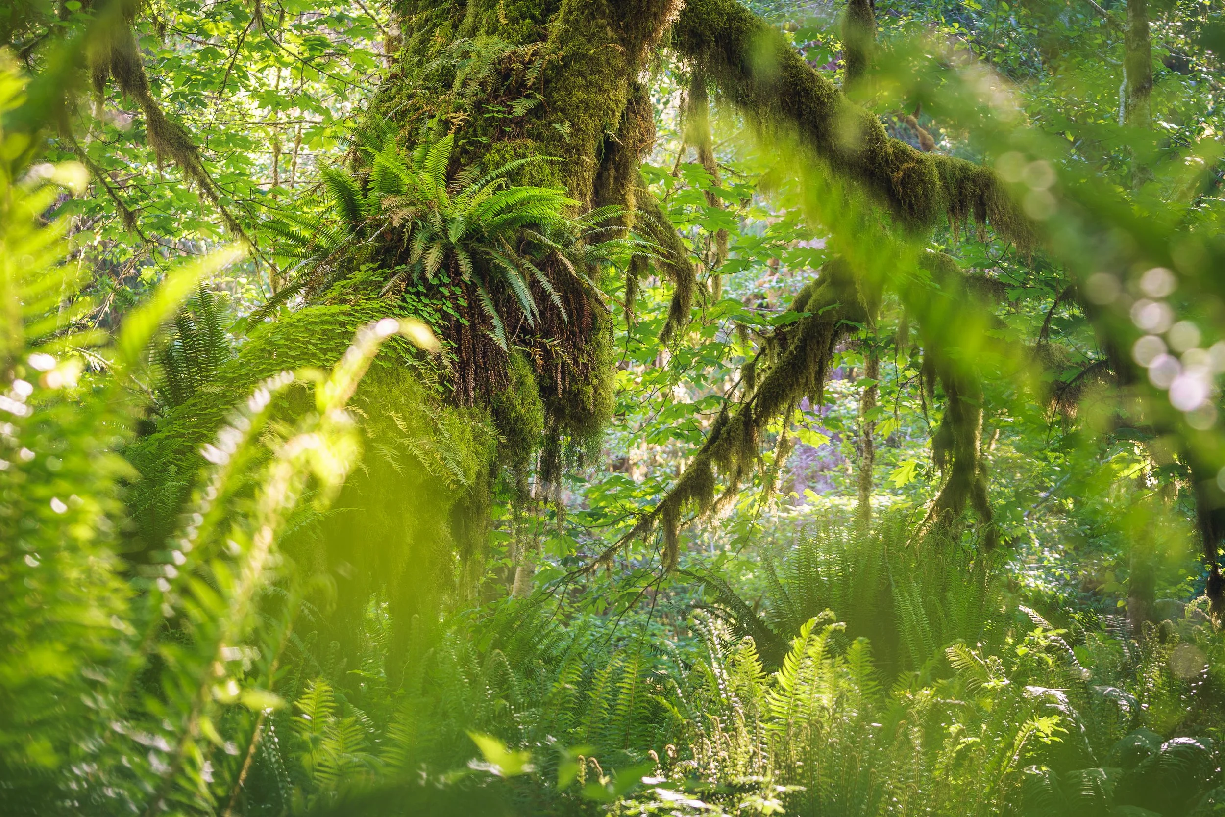 RAINFOREST LIGHT  |  Olympic National Park