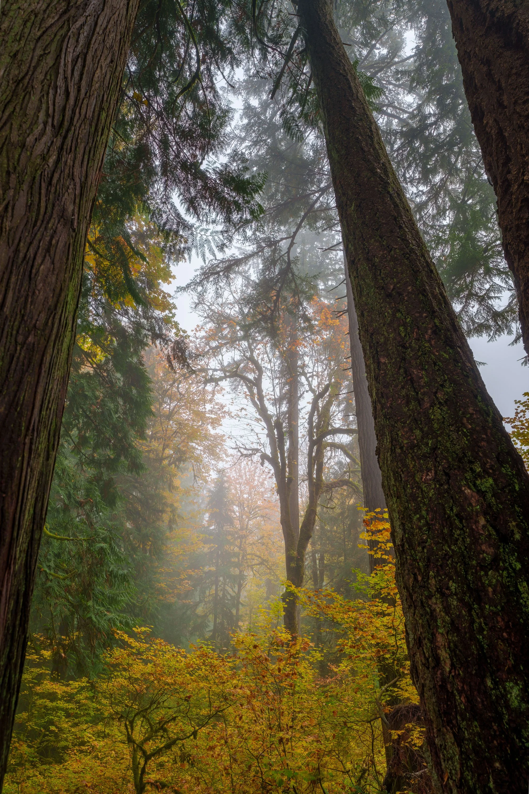 AUTUMN VEIL: GIANTS  |  Snoqualmie Falls, WA