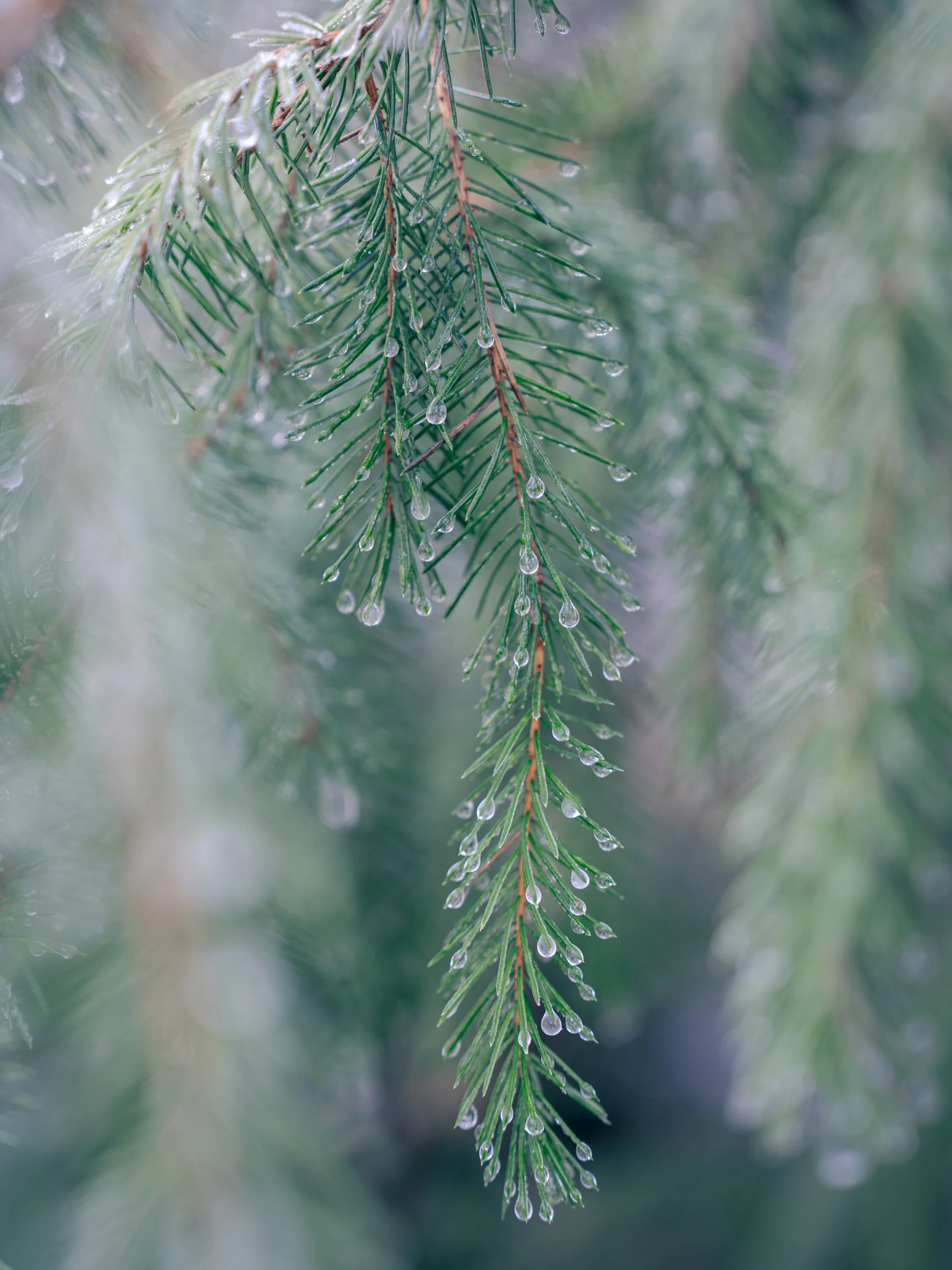 BEADED  |  Middle Fork Snoqualmie River