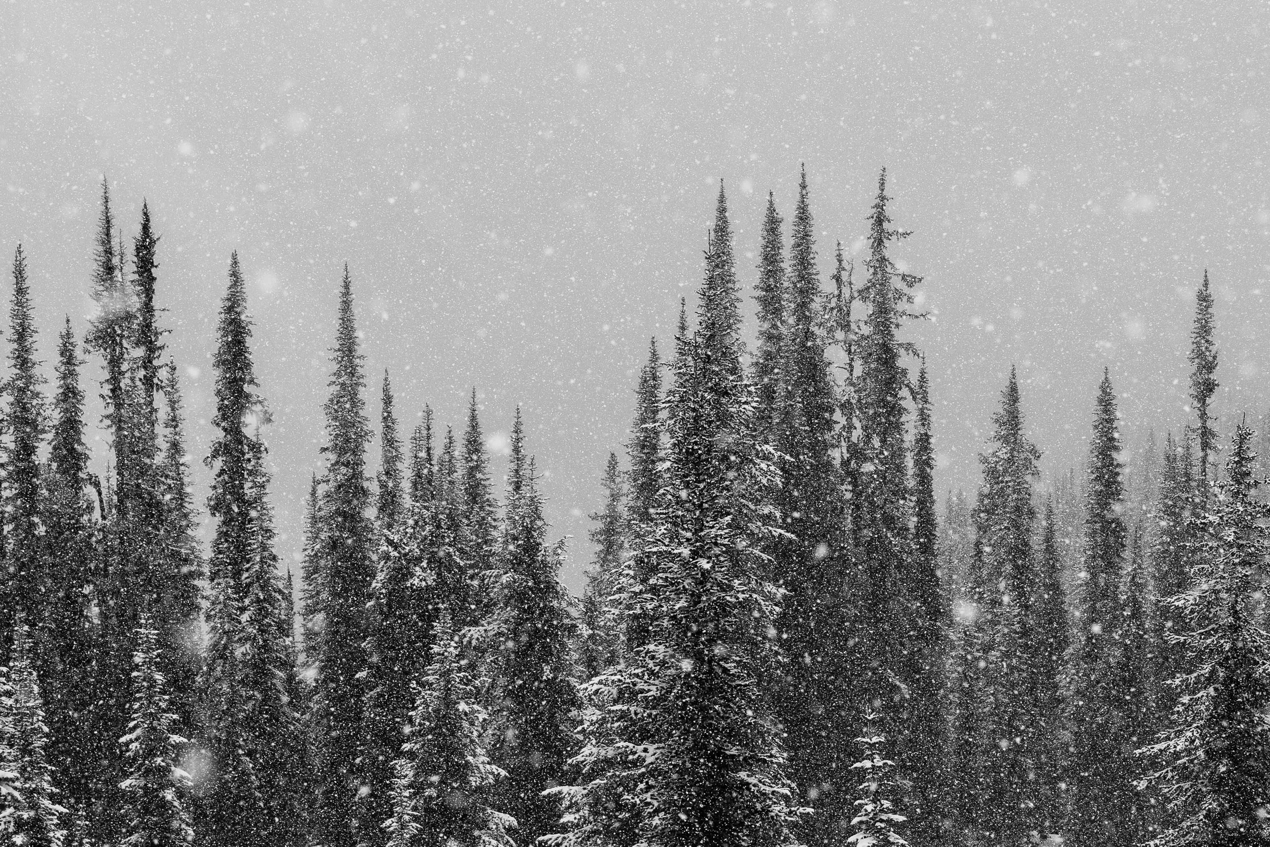 FALLING QUIET  |  Valhalla Mountains, BC