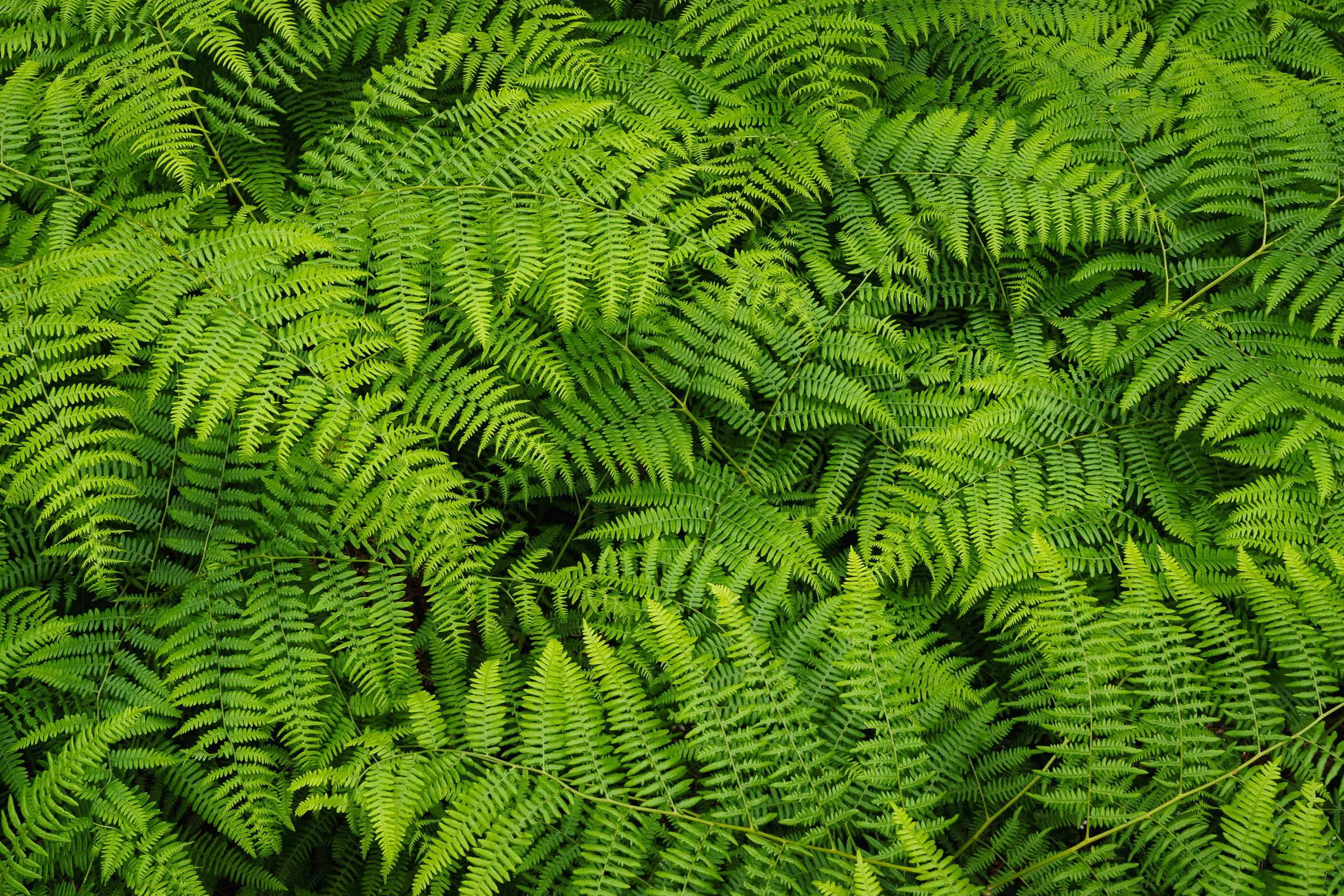 FERN TAPESTRY  |  Washington Arboretum