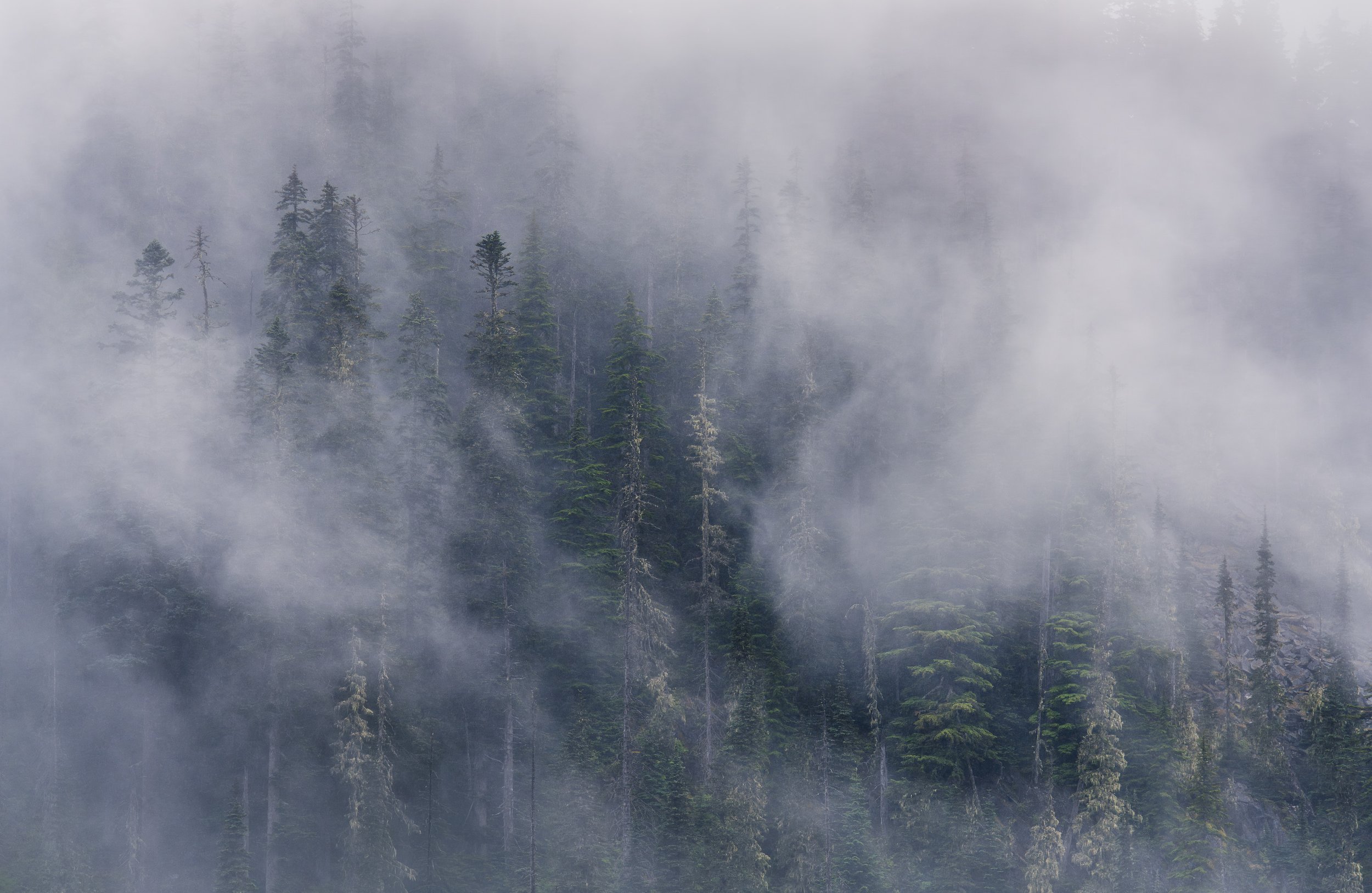 INTO THE MIST  |  Mt. Baker-Snoqualmie National Forest