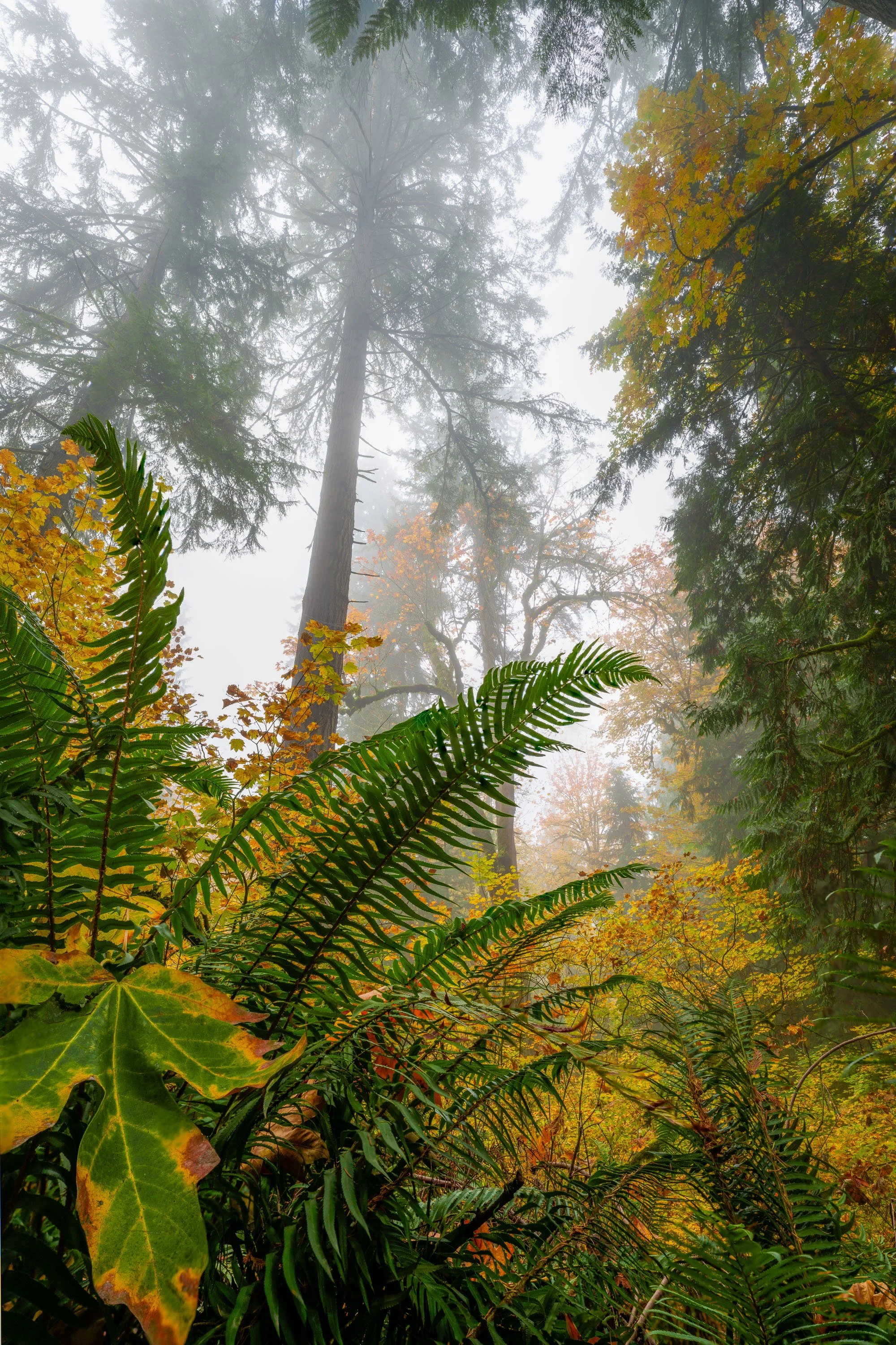 AUTUMN VEIL: FERNS  |  Snoqualmie Falls, WA