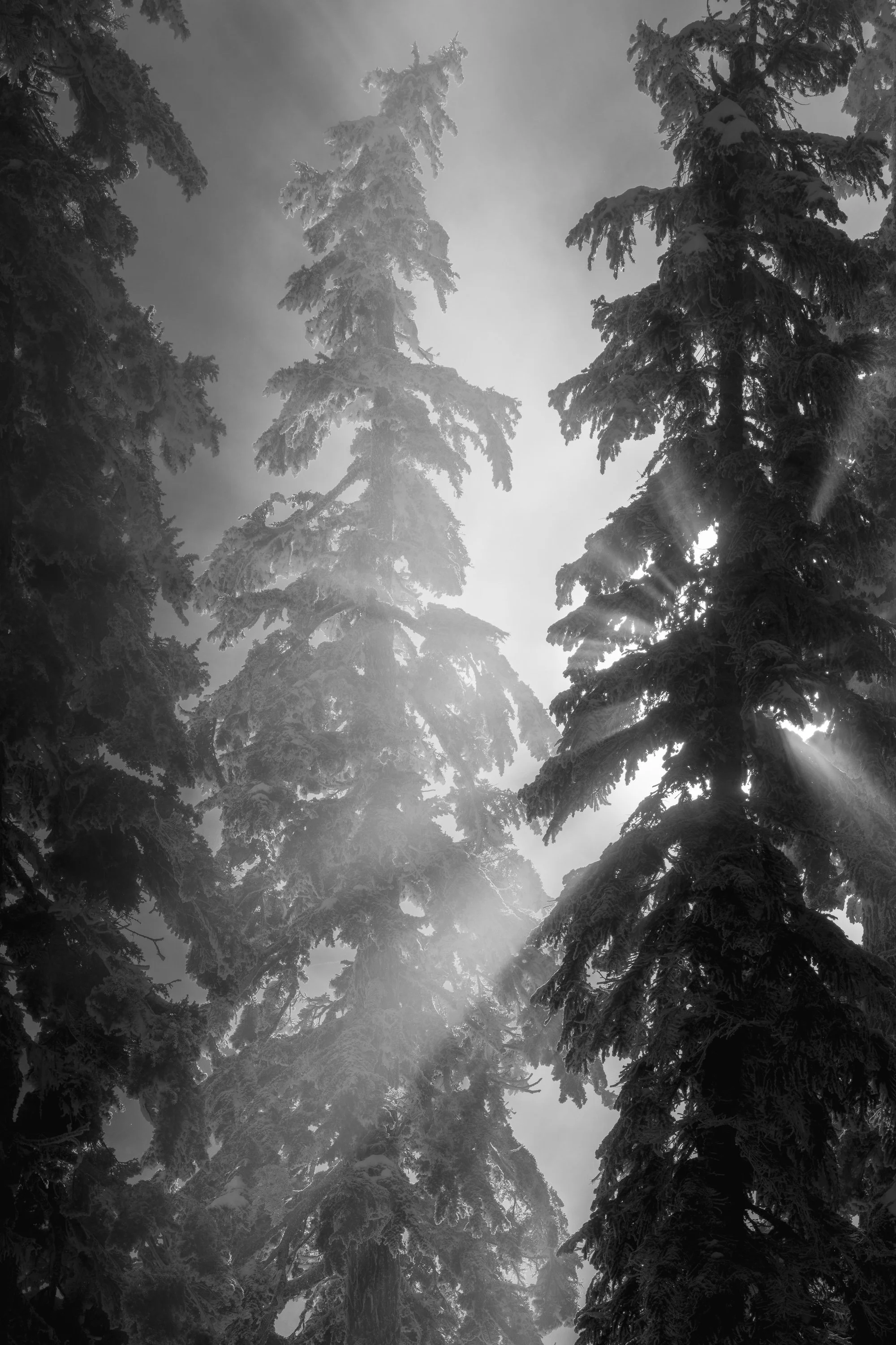 WINTER LIGHT: RAYS  |  Mt. Baker-Snoqualmie National Forest