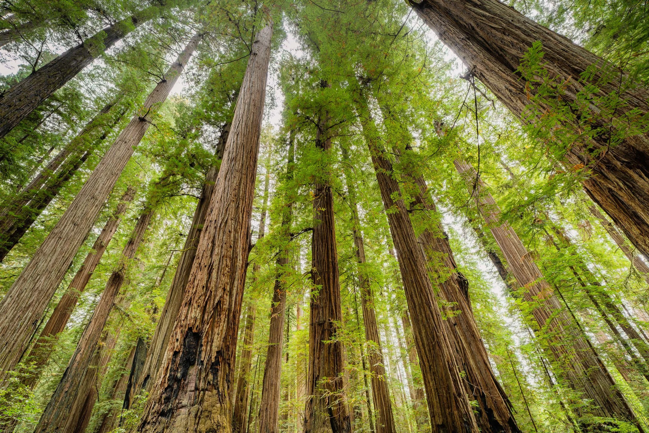 AMONG GIANTS  |  Redwood National and State Park