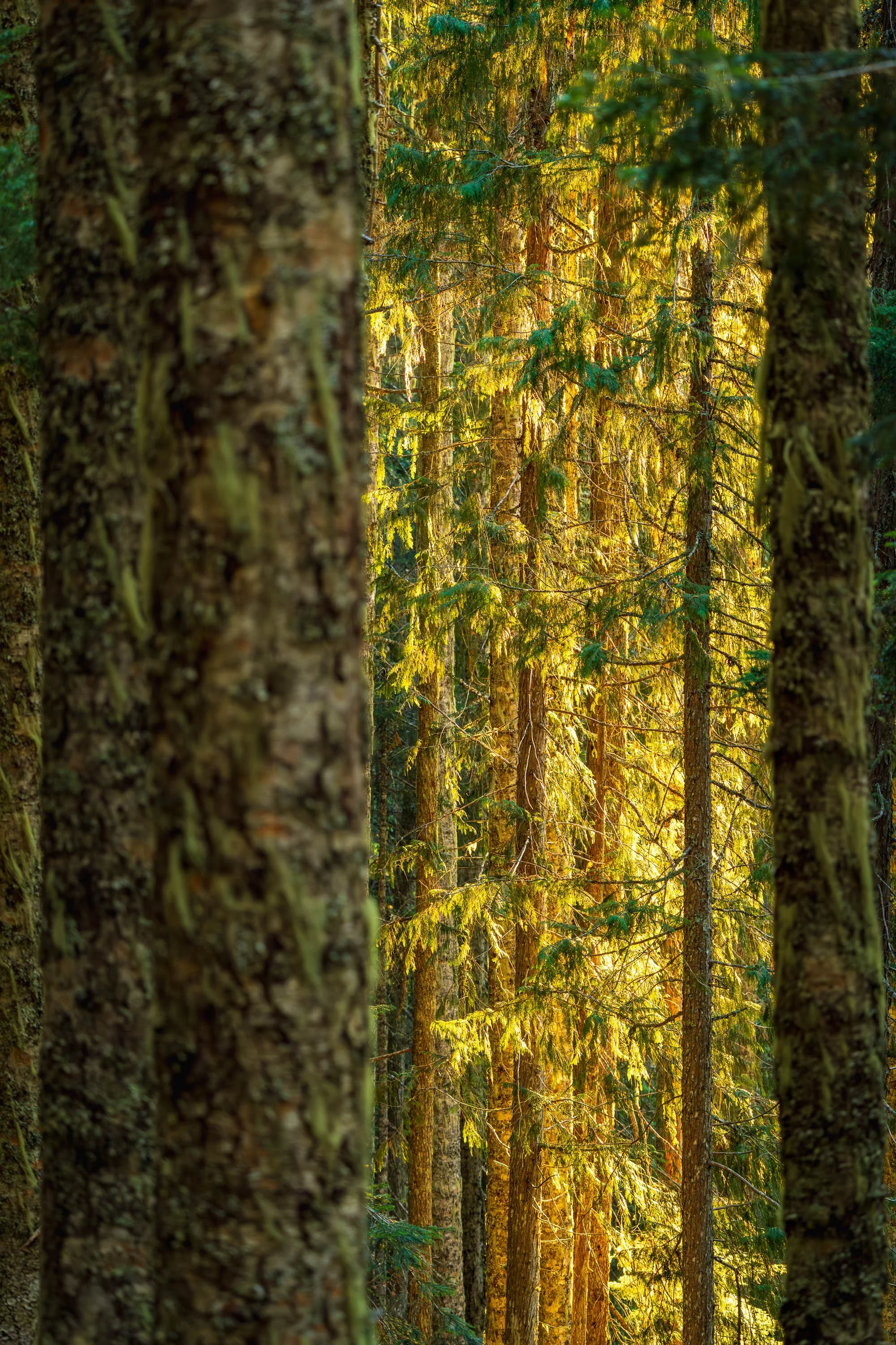 FOREST WINDOW  |  Mt. Baker-Snoqualmie National Forest