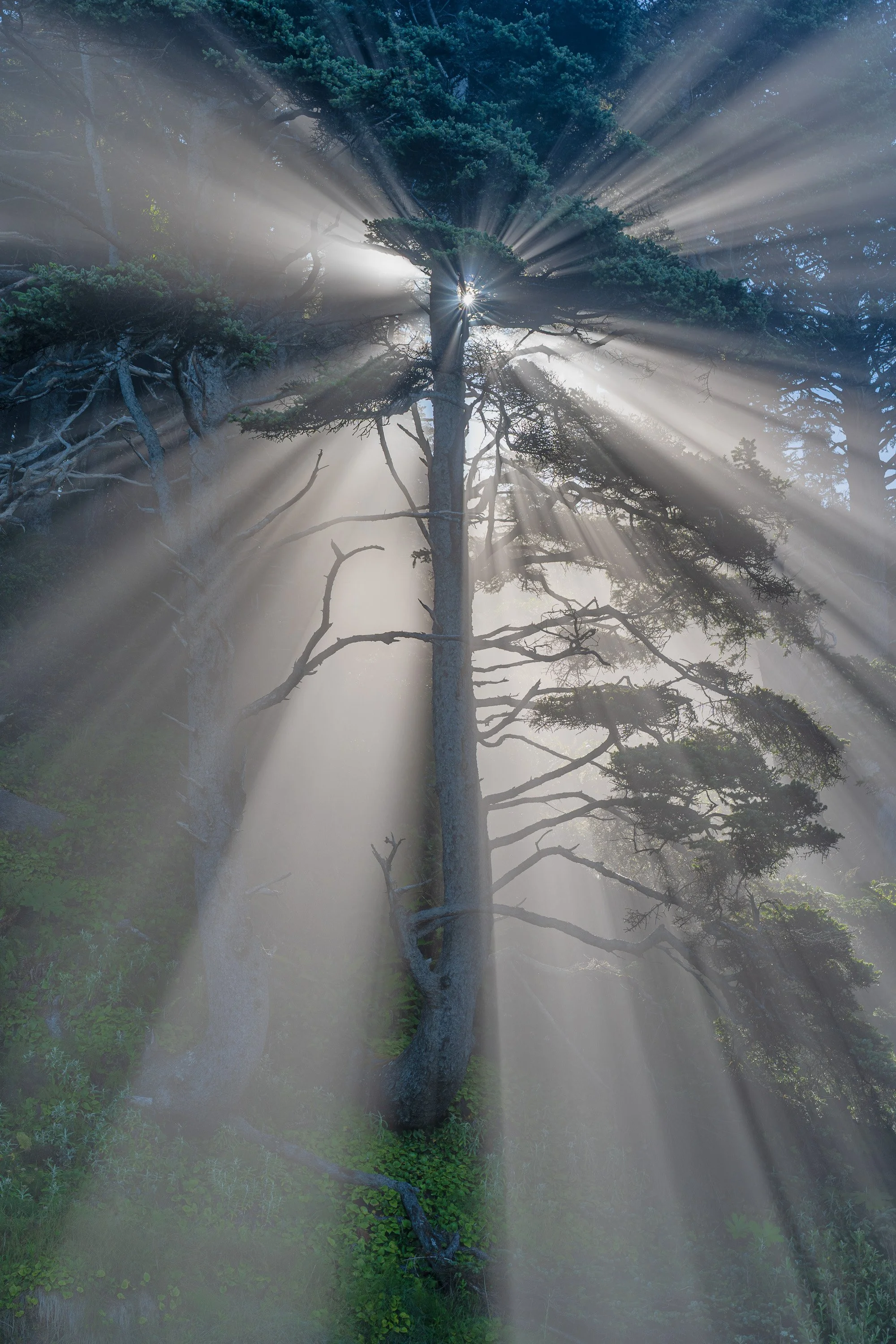 FOREST RADIANCE  |  Olympic National Park