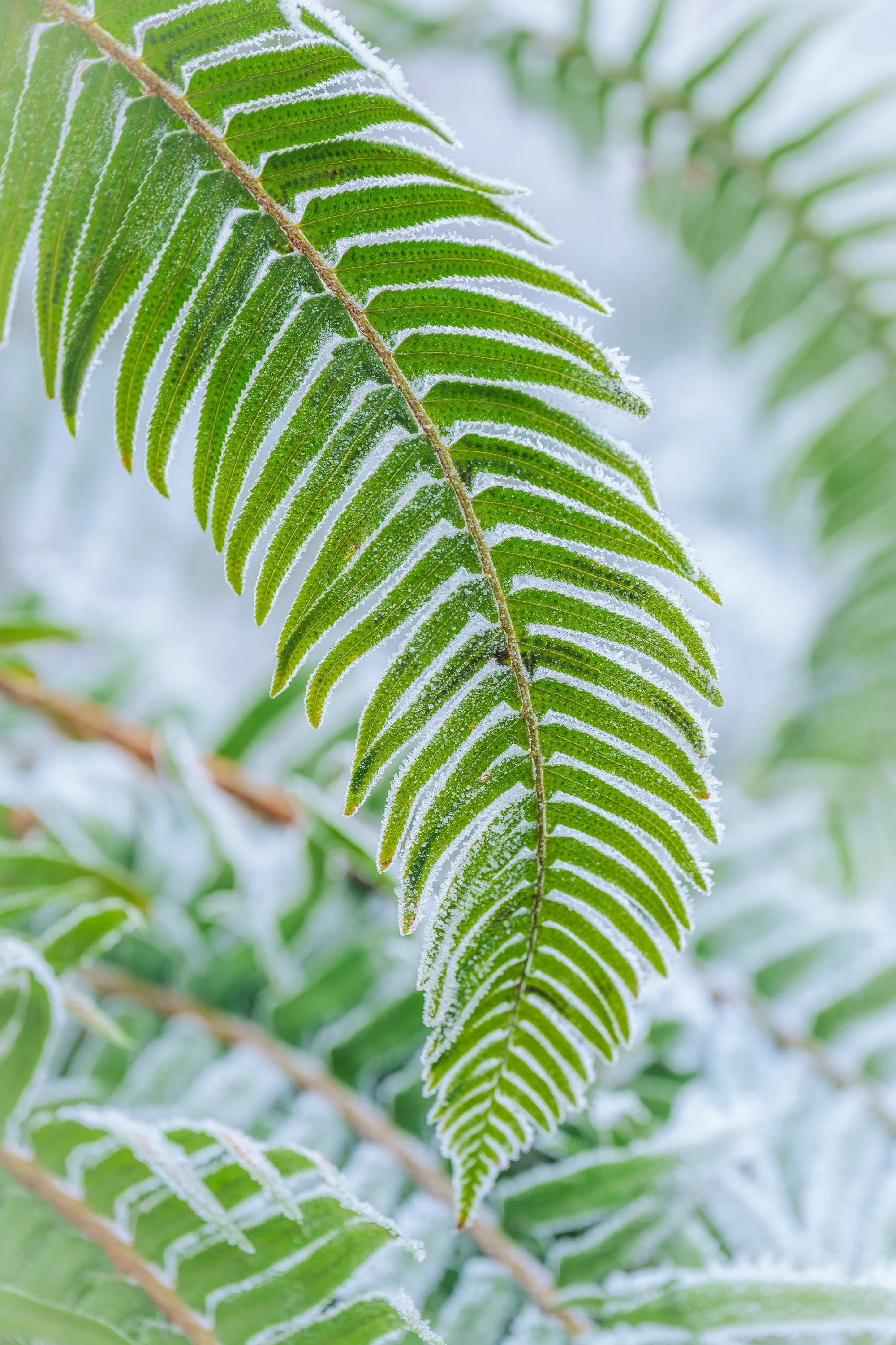 RIME  |  Middle Fork Snoqualmie River