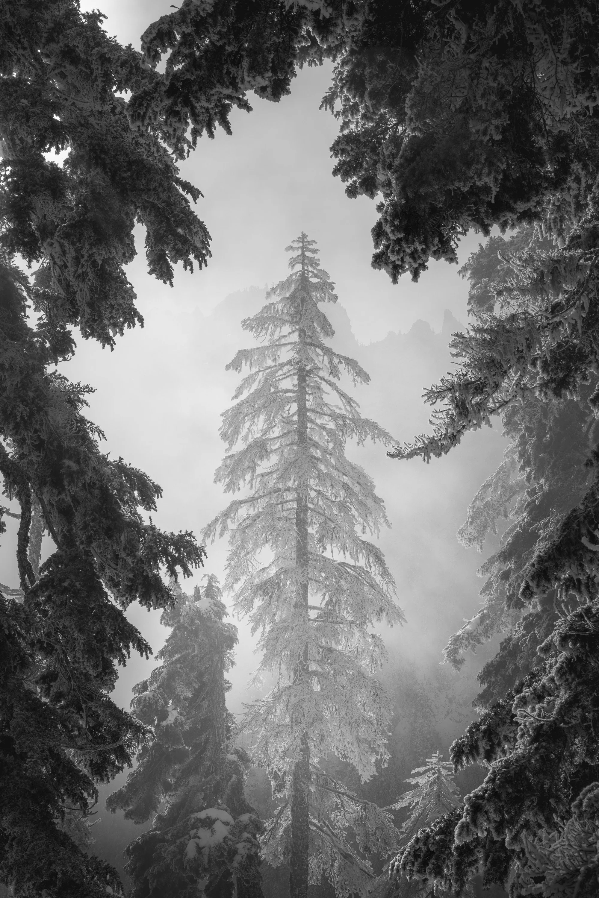 WINTER LIGHT: FRAMED  |  Mt. Baker-Snoqualmie National Forest