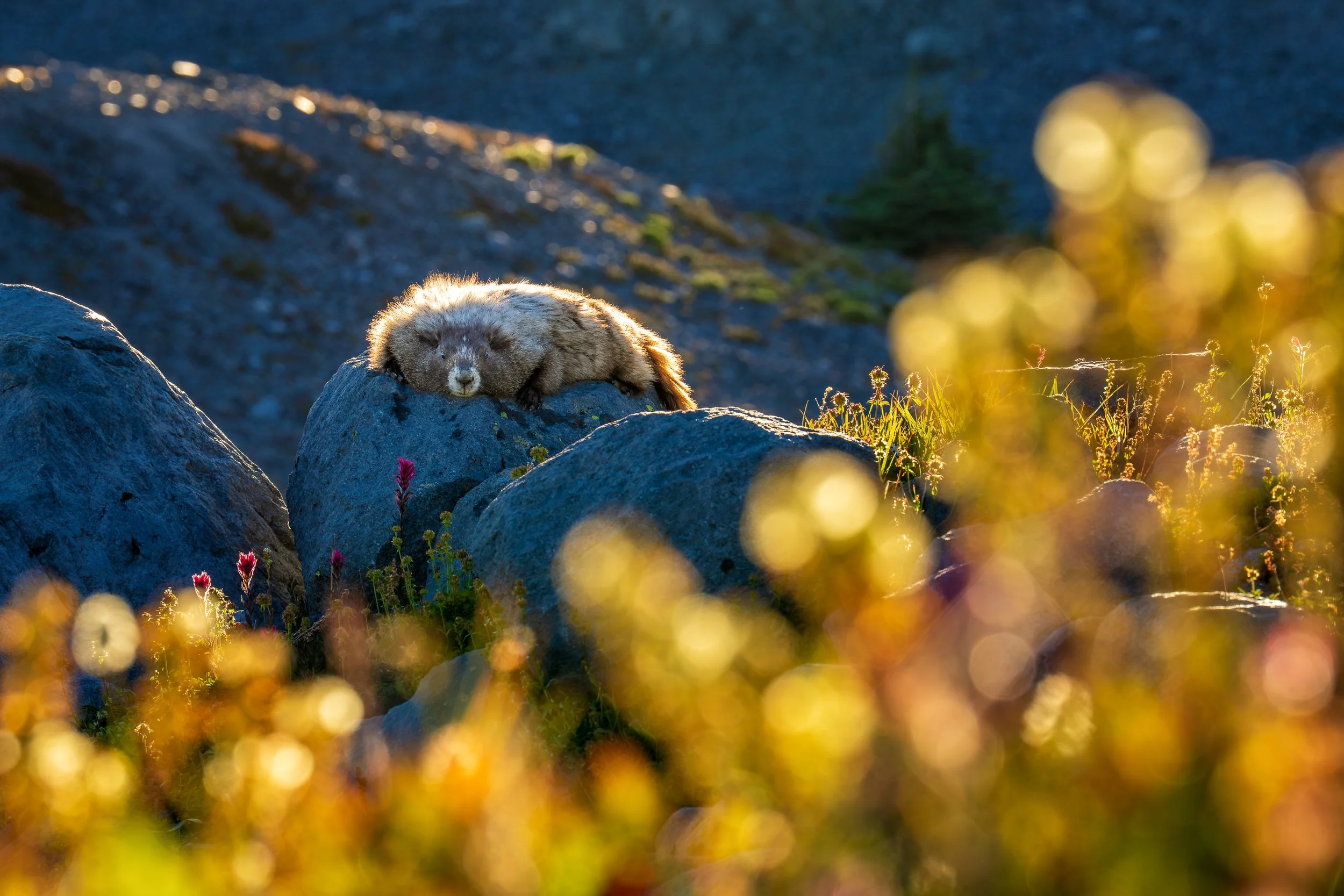 BASKING  |  Mount Rainier National Park
