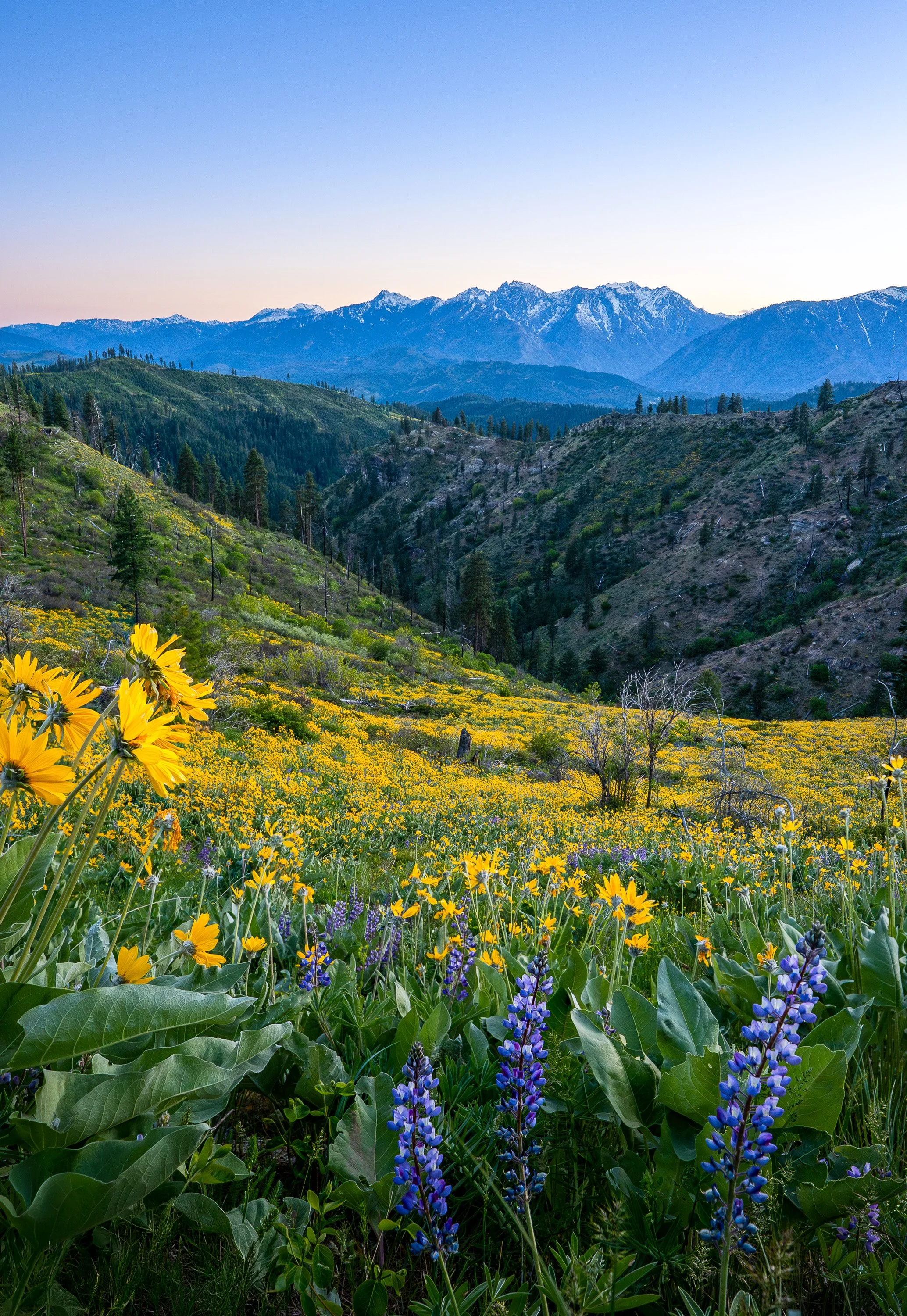 WILDFLOWER BASIN  |  Wenatchee, WA