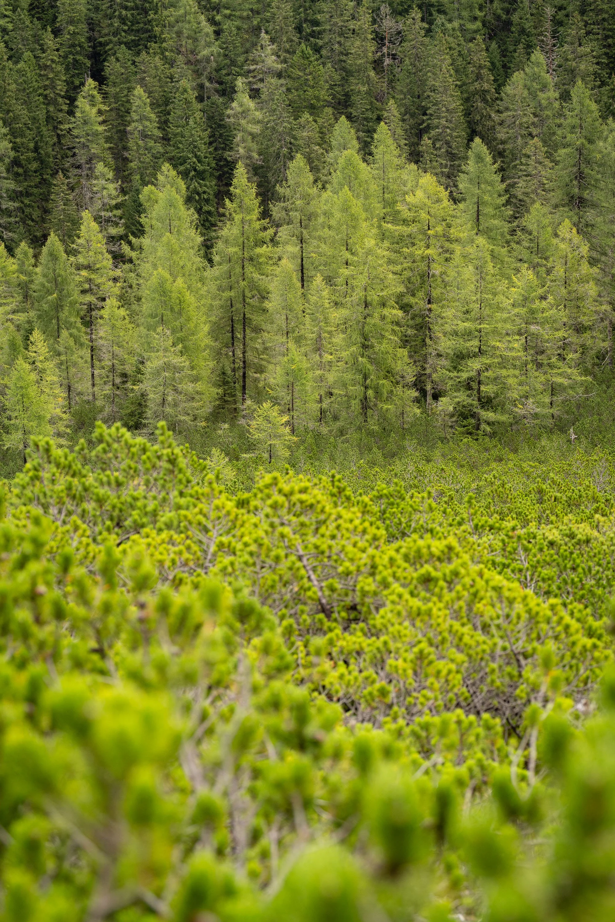THE GREEN LARCHES  |. Dolomite Mountains, Italy