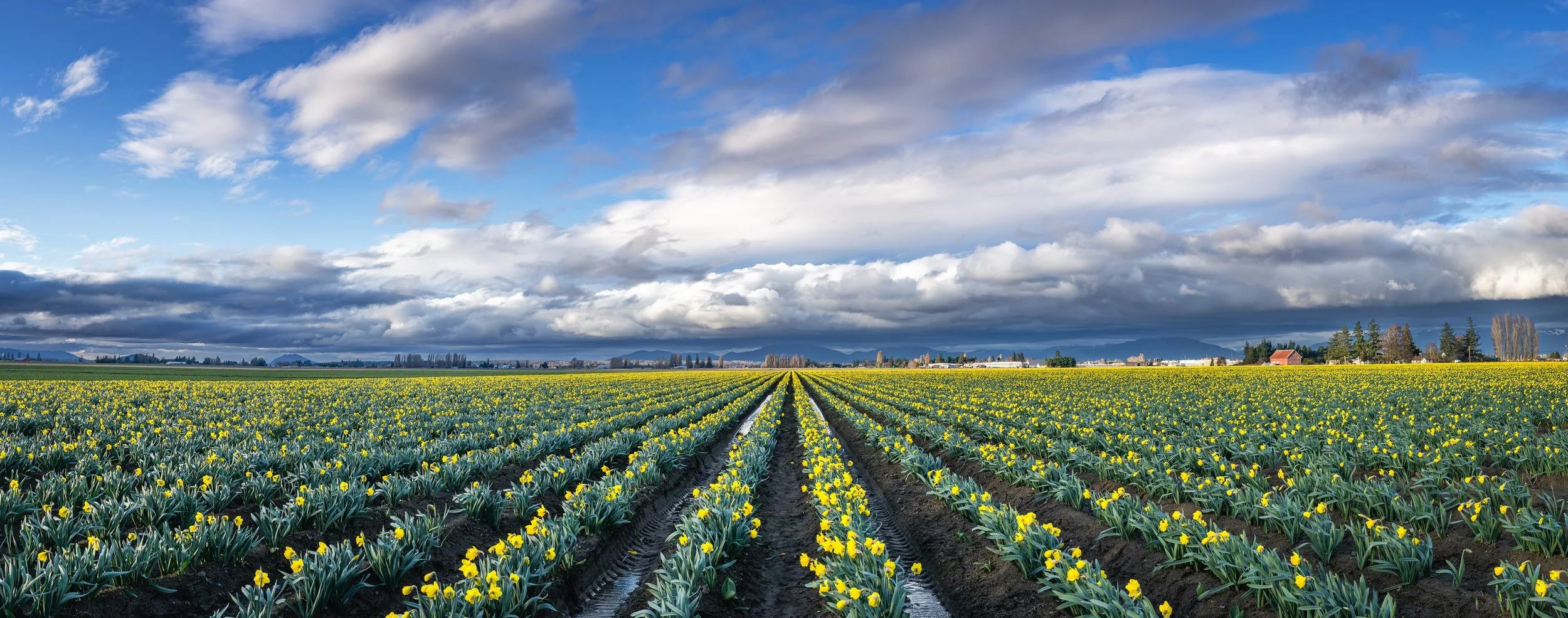 ROWS OF SPRING  |  Skagit Valley, WA