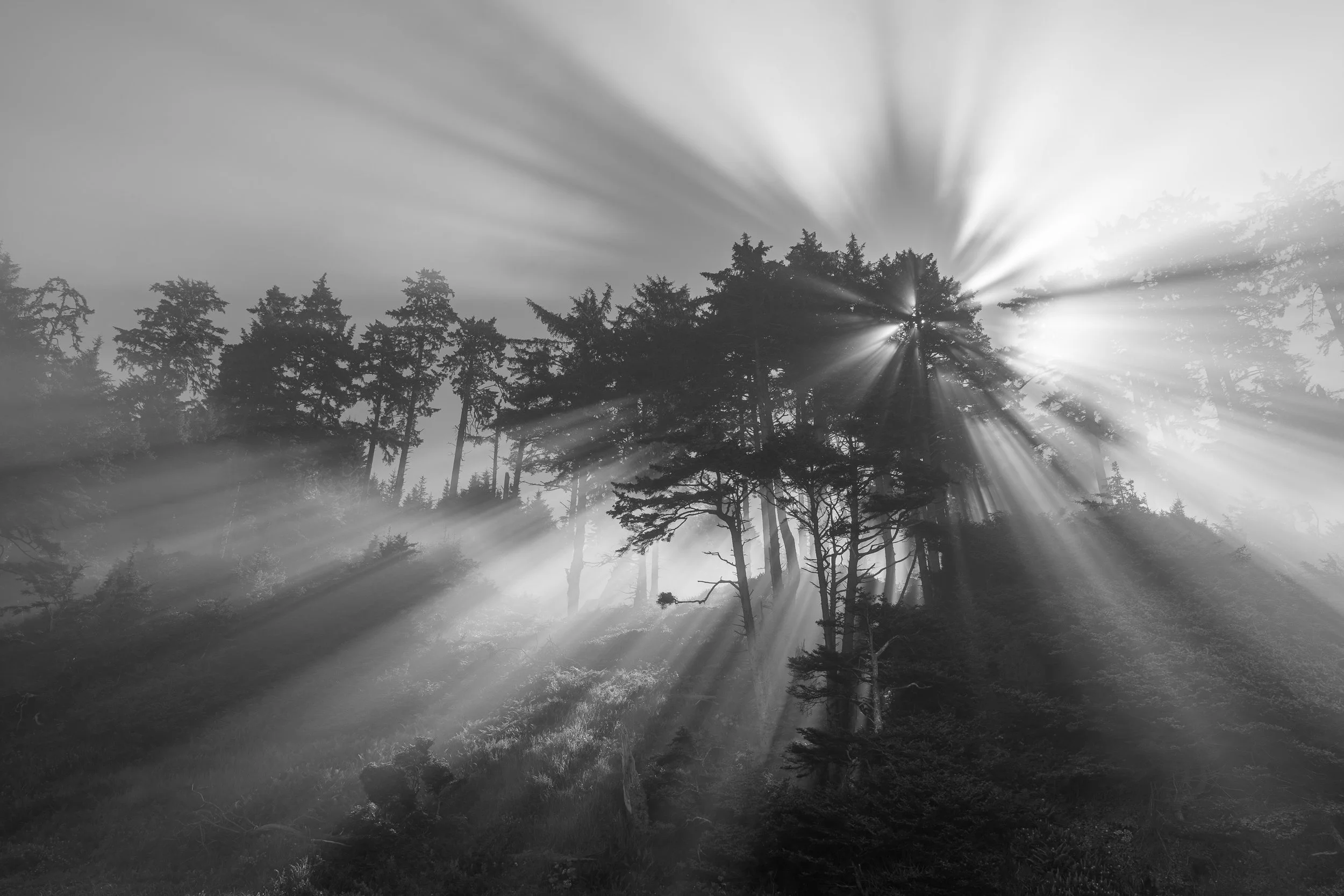 Trees