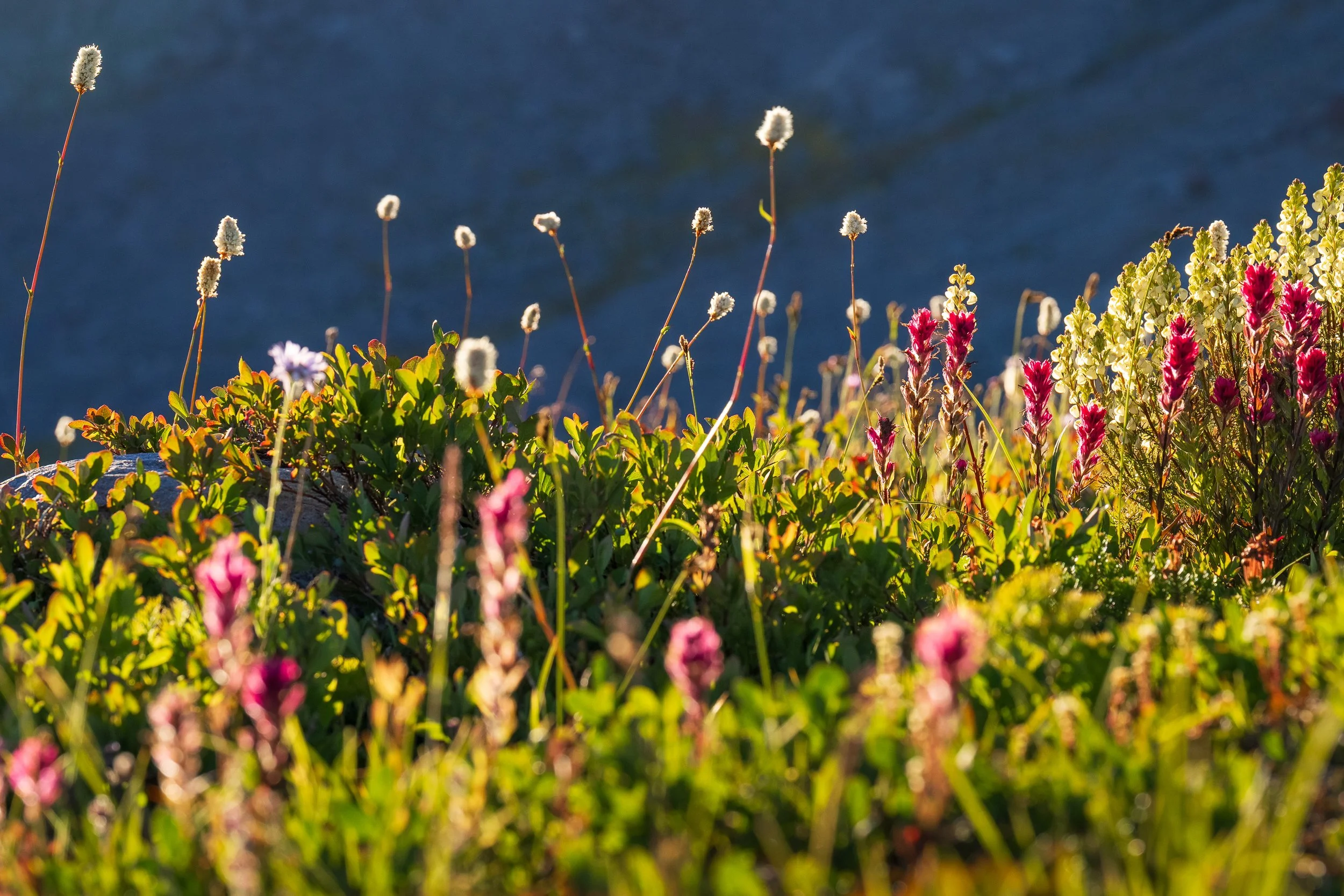 MEADOW LIGHT  |  Mount Rainier National Park