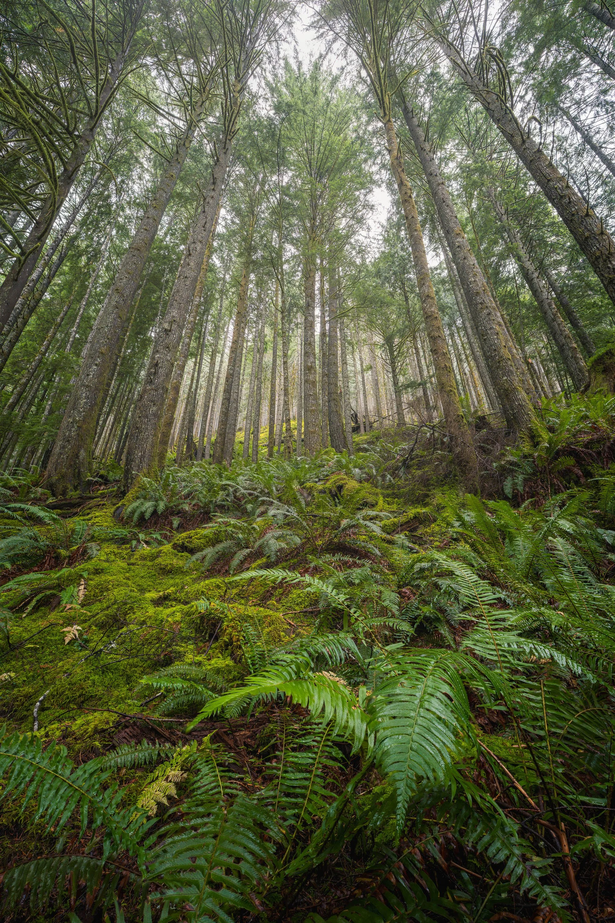 FOREST CHORUS  |  Middle Fork Snoqualmie River
