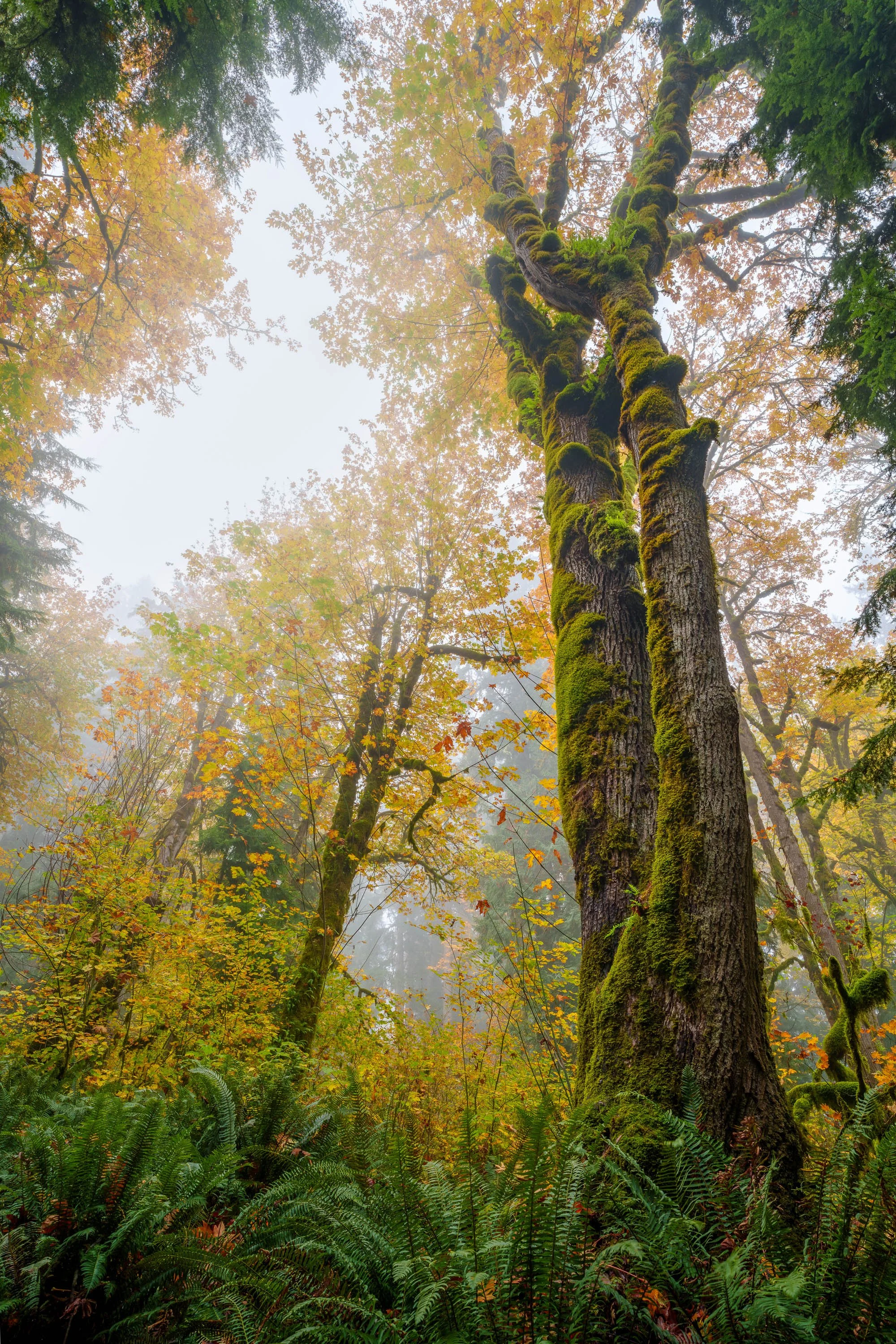 AUTUMN VEIL: ELDER  |  Snoqualmie Falls, WA