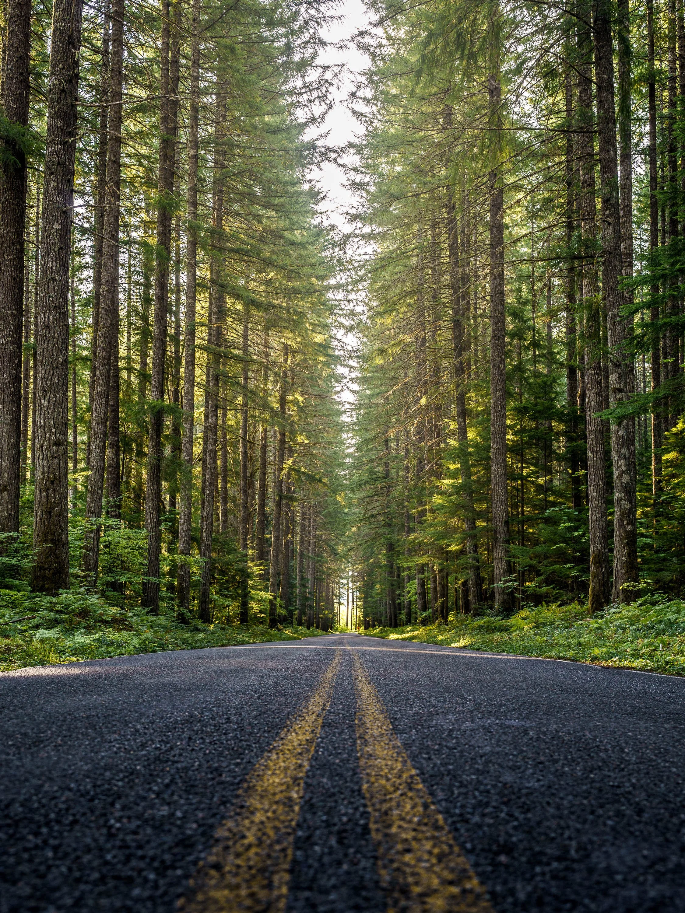 FOREST ROAD  |  Gifford-Pinchot National Forest