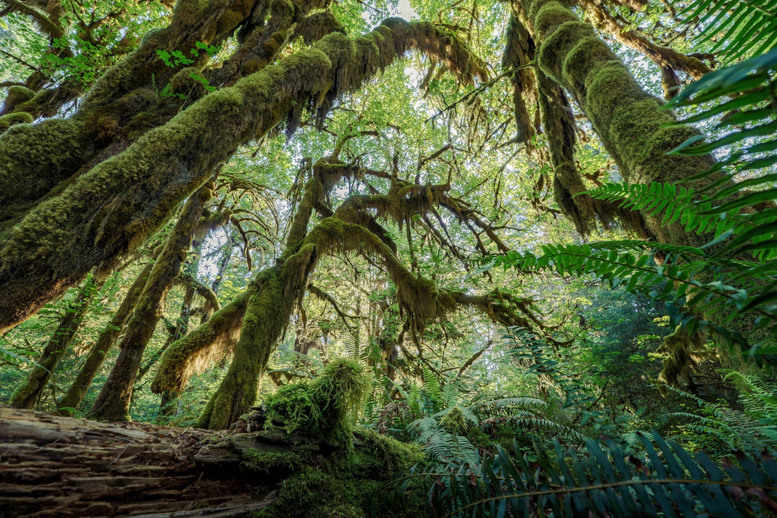 ANCIENT CANOPY  |  Olympic National Park