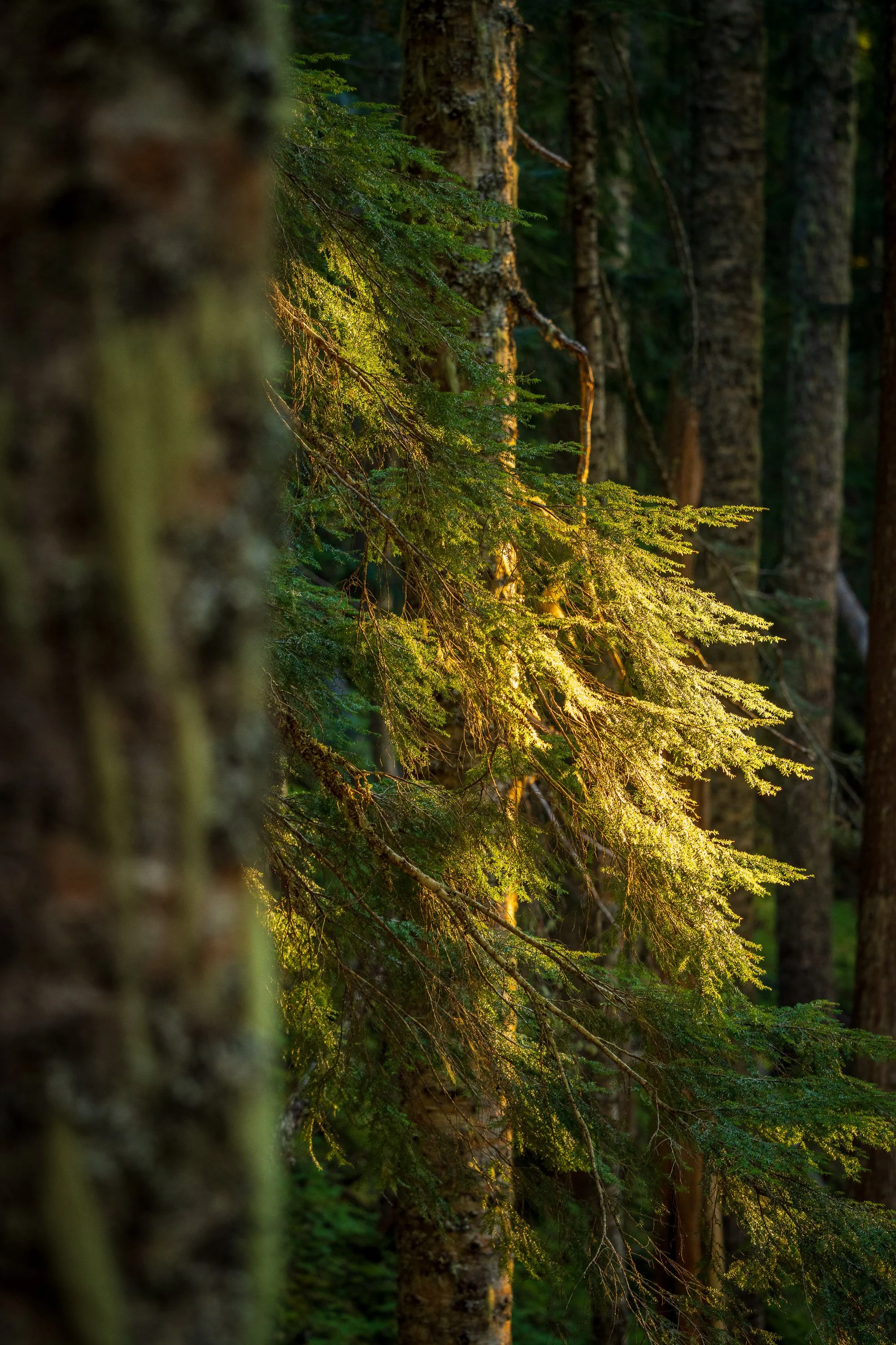 ILLUMINATION  |  Mt. Baker-Snoqualmie National Forest