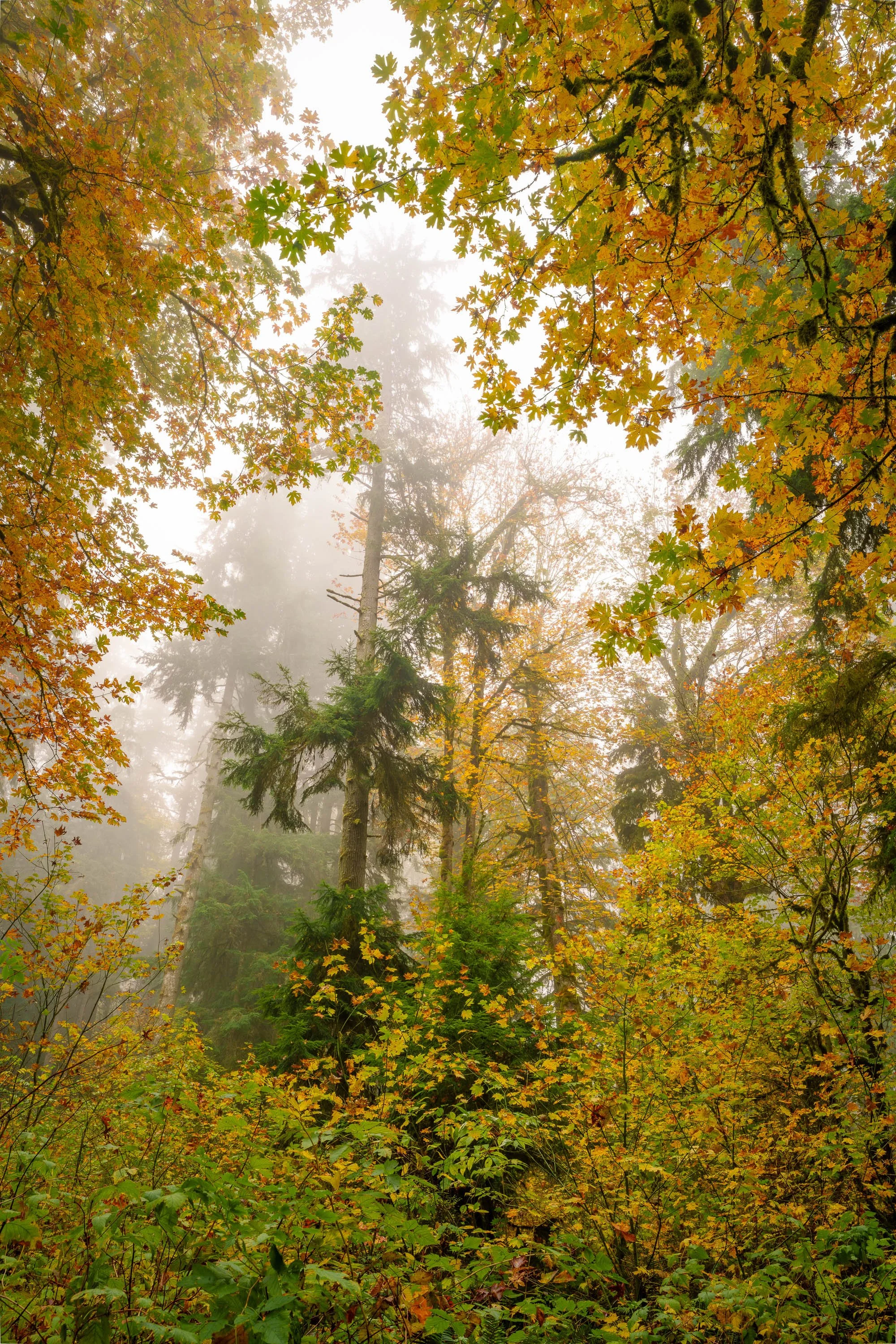 AUTUMN VEIL: CANOPY  |  Snoqualmie Falls, WA