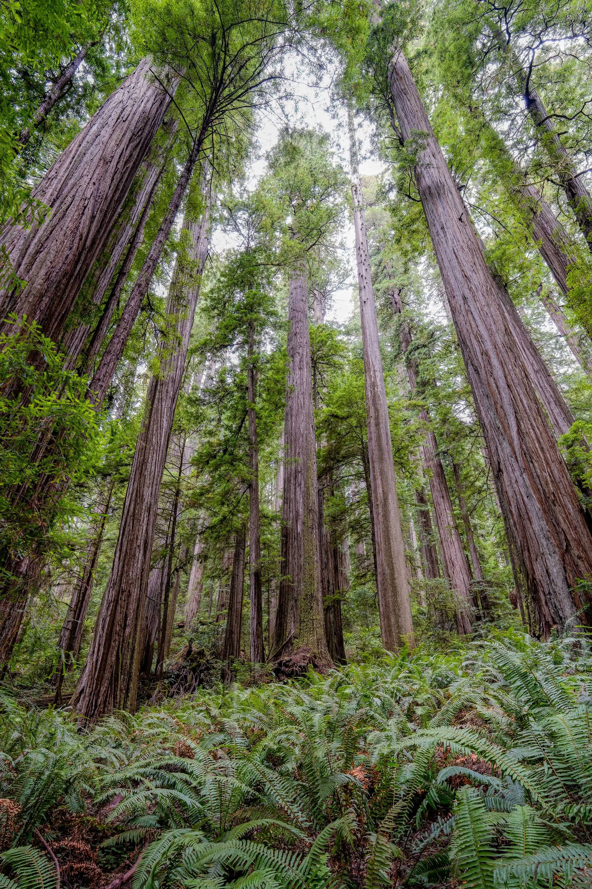 LOOKING UP  |  Redwood National and State Park