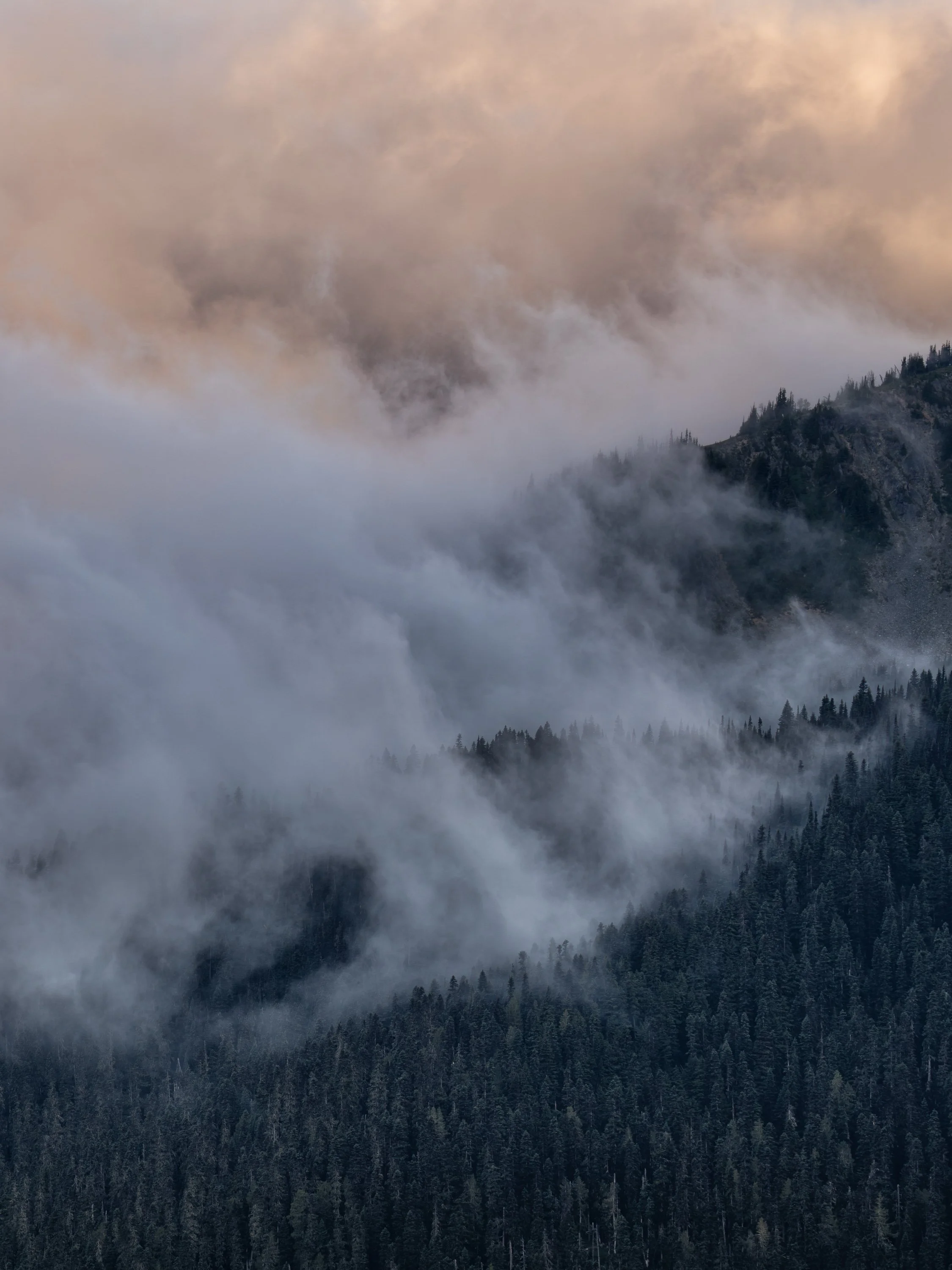 FOREST IN FOG  |  Mount Rainier National Park