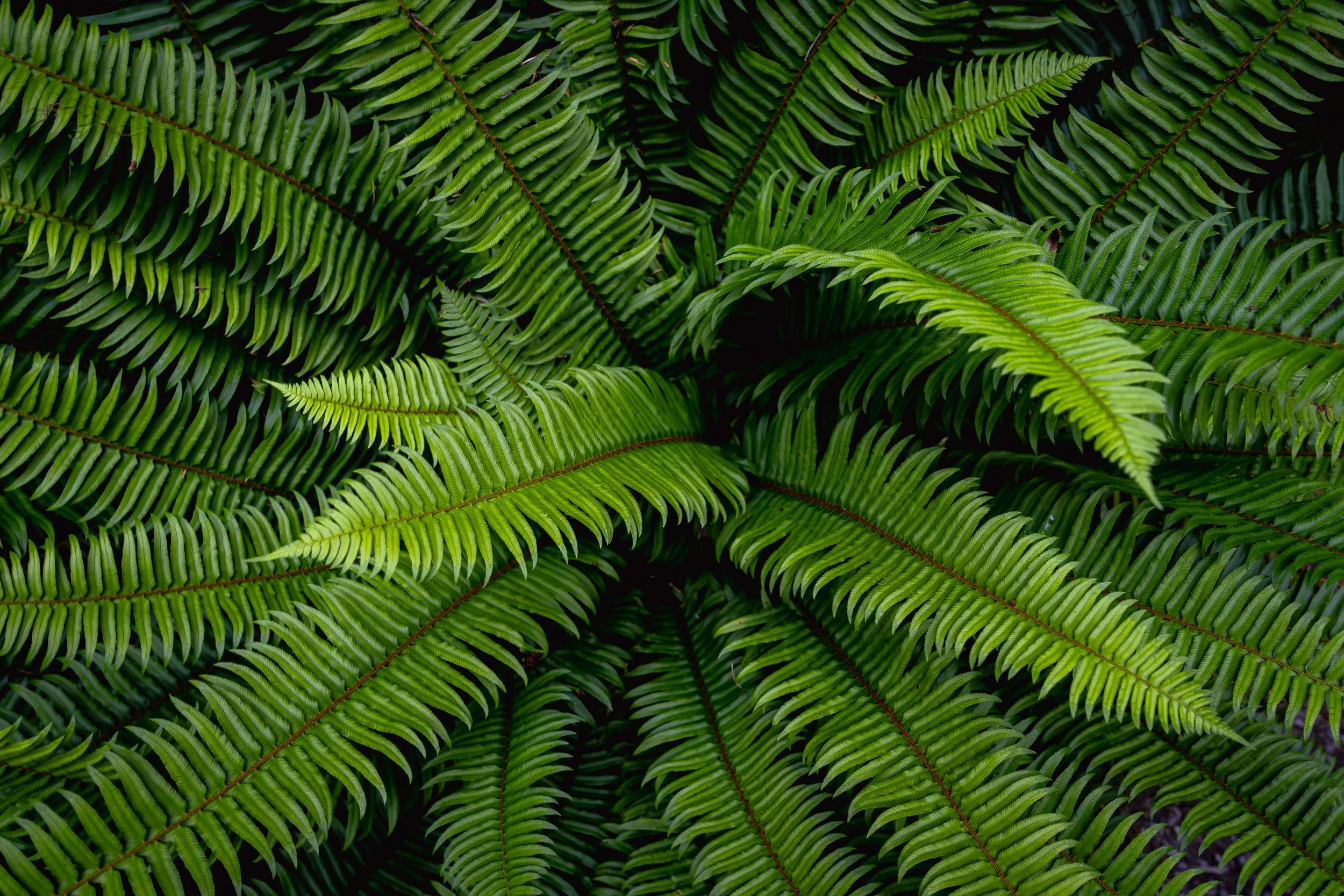 FERN GEOMETRY  |  Olympic National Park
