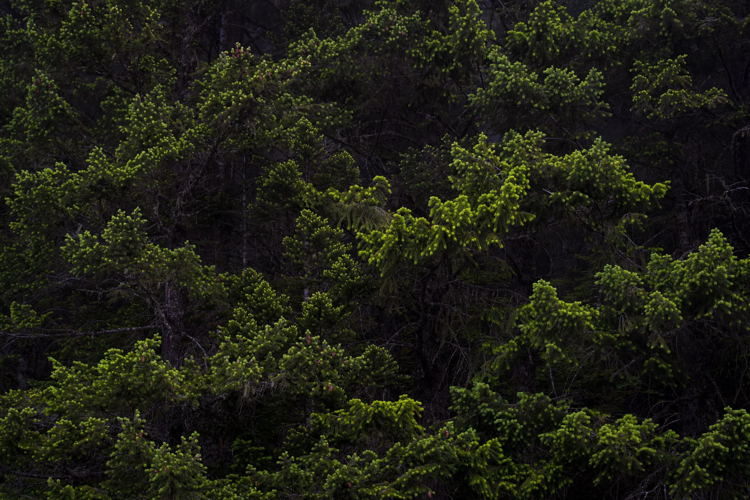 NEW GROWTH  |  Mount Rainier National Park