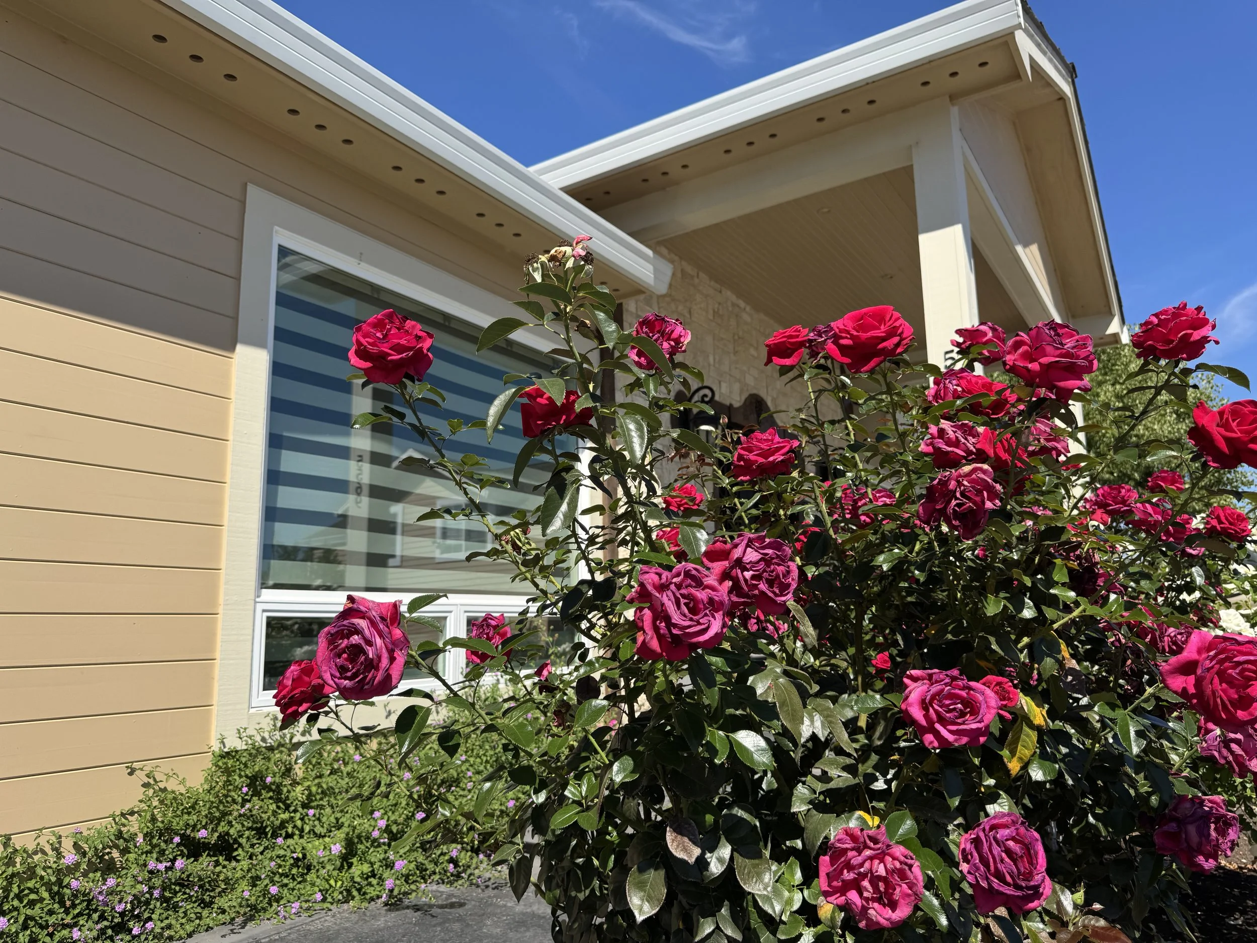 Pink roses in front of a house with beige siding and a window, under a clear blue sky.