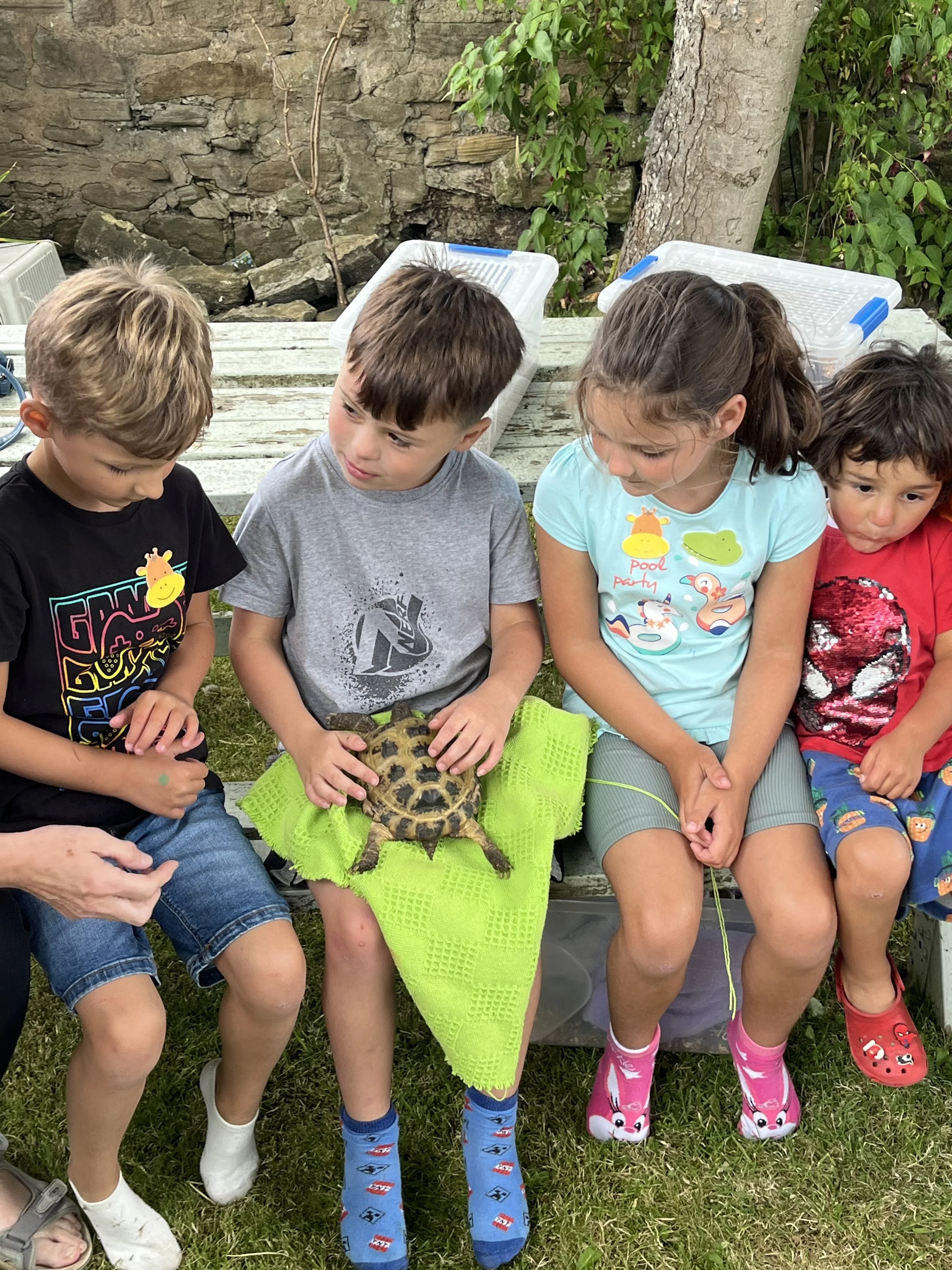 Four children sitting outdoors, petting a small tortoise that is resting on a bright green towel on their laps. They are sitting on a wooden bench with a stone wall, a tree, and greenery in the background.
