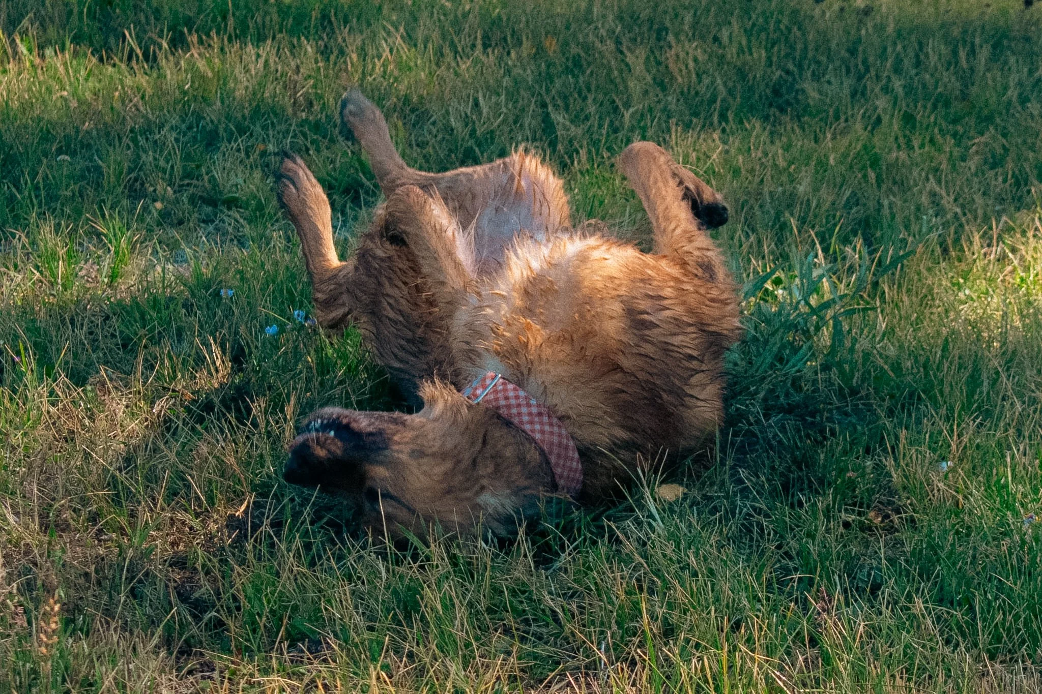 DSC_0062.jpg