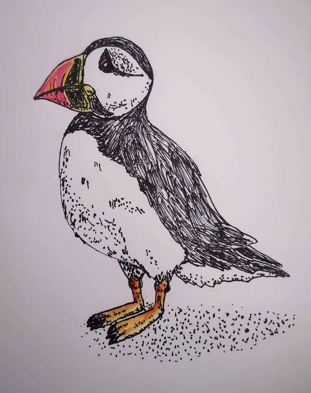 Today's word is #arctic 
.
.
.
#inktober #inktober2025 #puffin #puffins #polar #northpole
