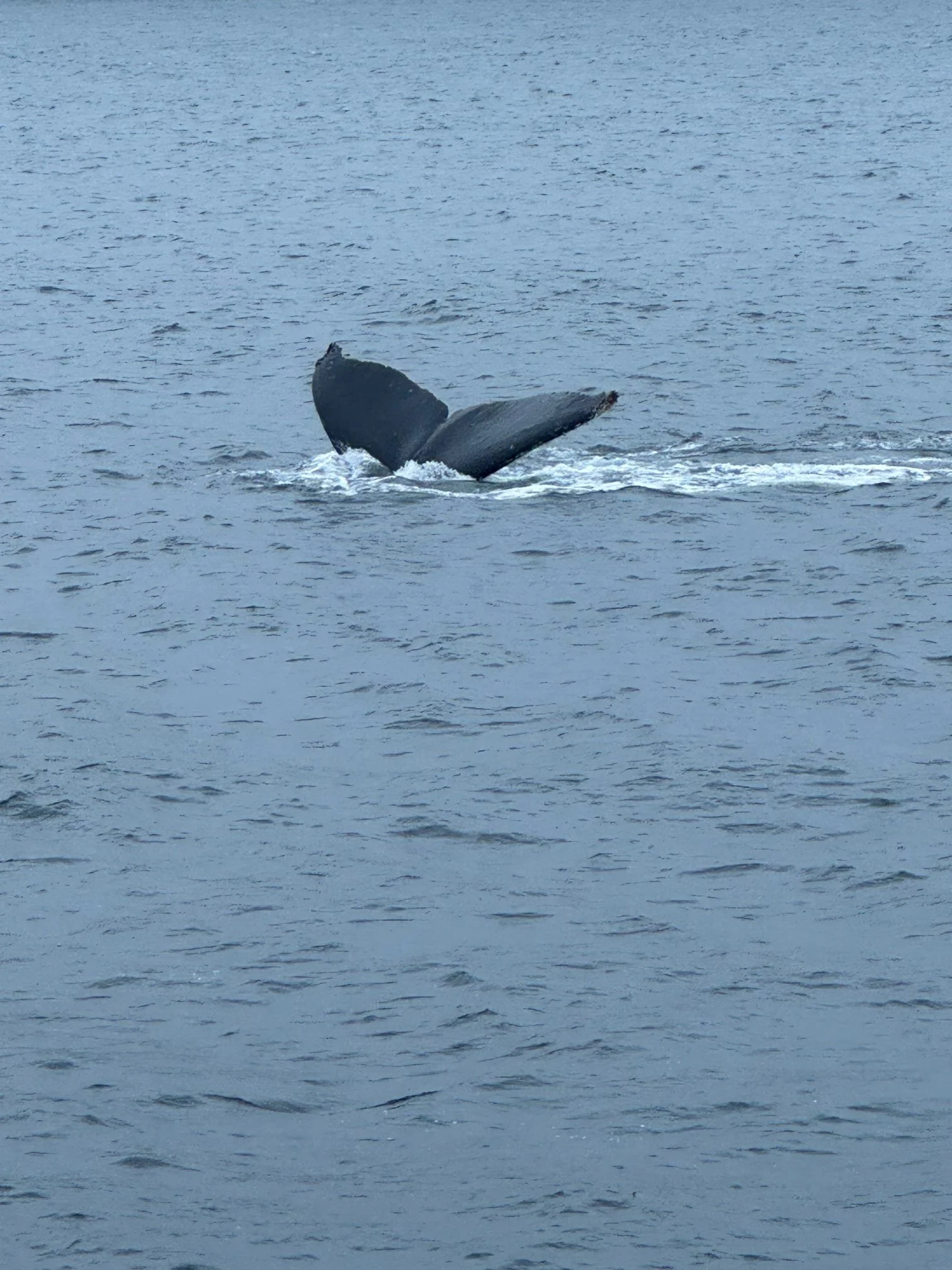 Humpback whale tail in Southeastern Alaska