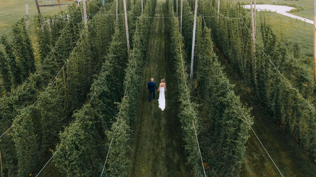 A couple in wedding attire walking hand in hand through a vineyard with green grapevines supported by wooden and metal trellises.