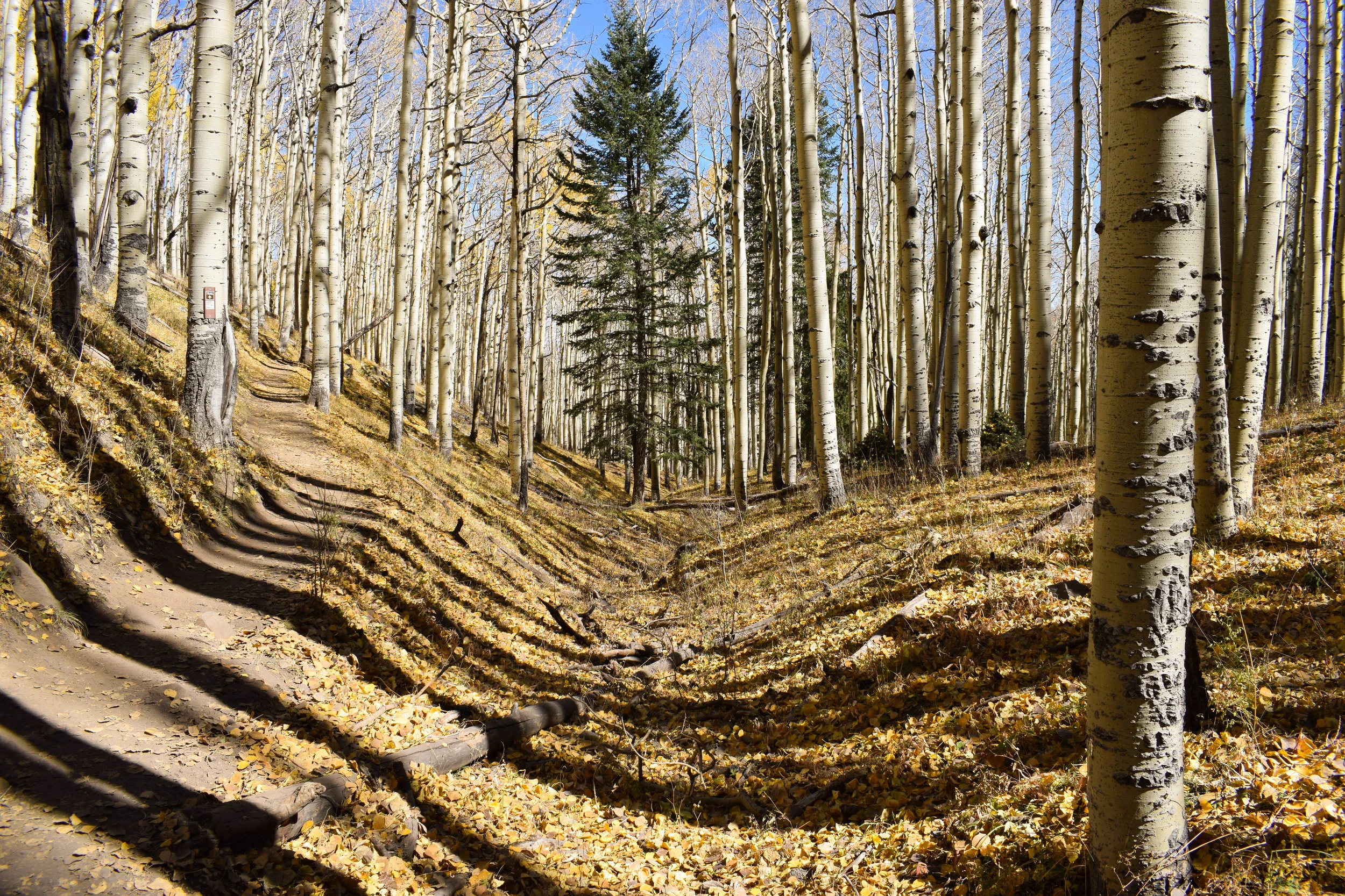 DSC_0161.jpg