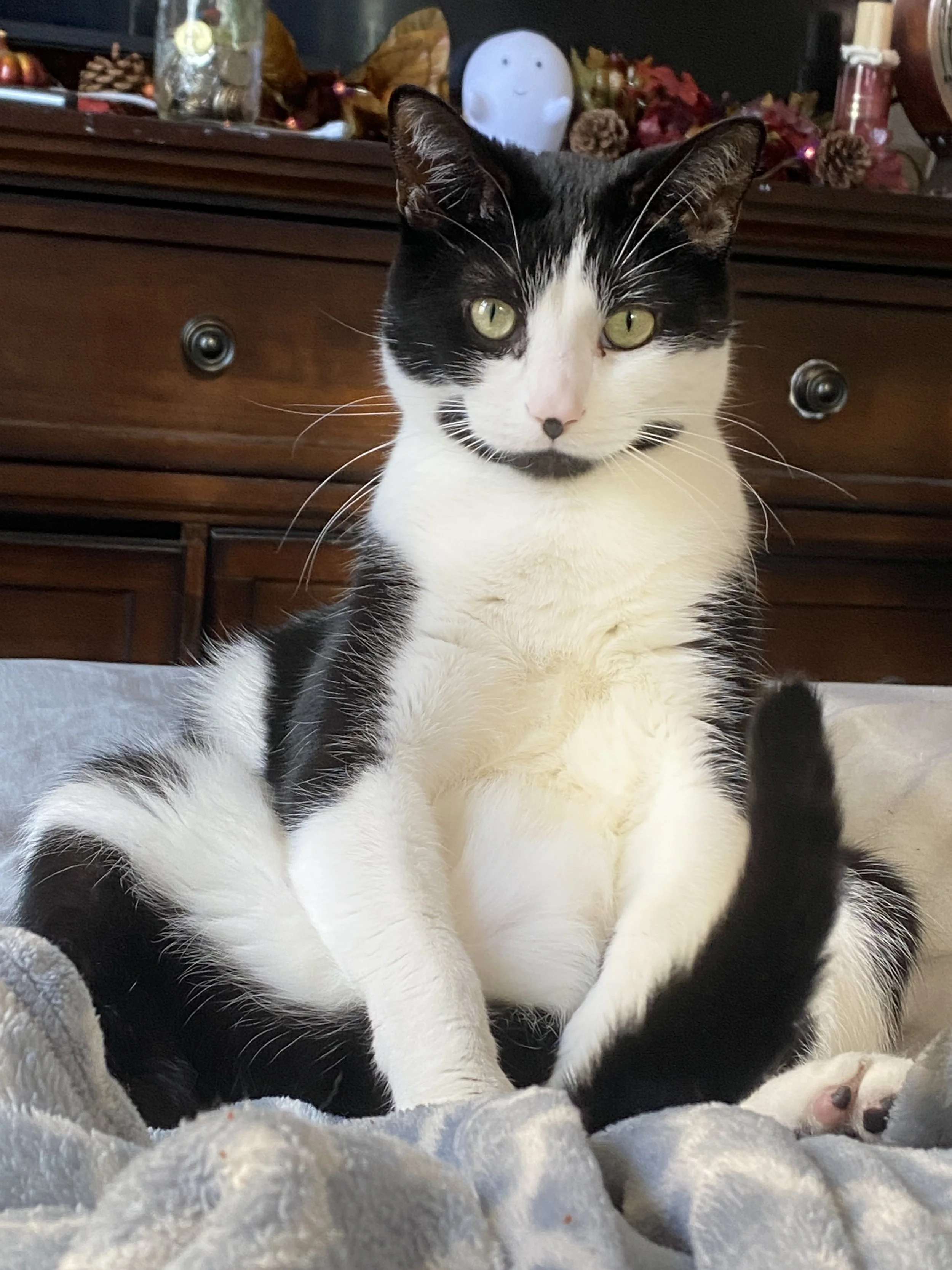 An adorable black and white cat who is the manager of Malachite Manuscripts ghostwriting agency. He is in a tuxedo. He is sitting upright with his feet out on a soft blanket with a festive background.