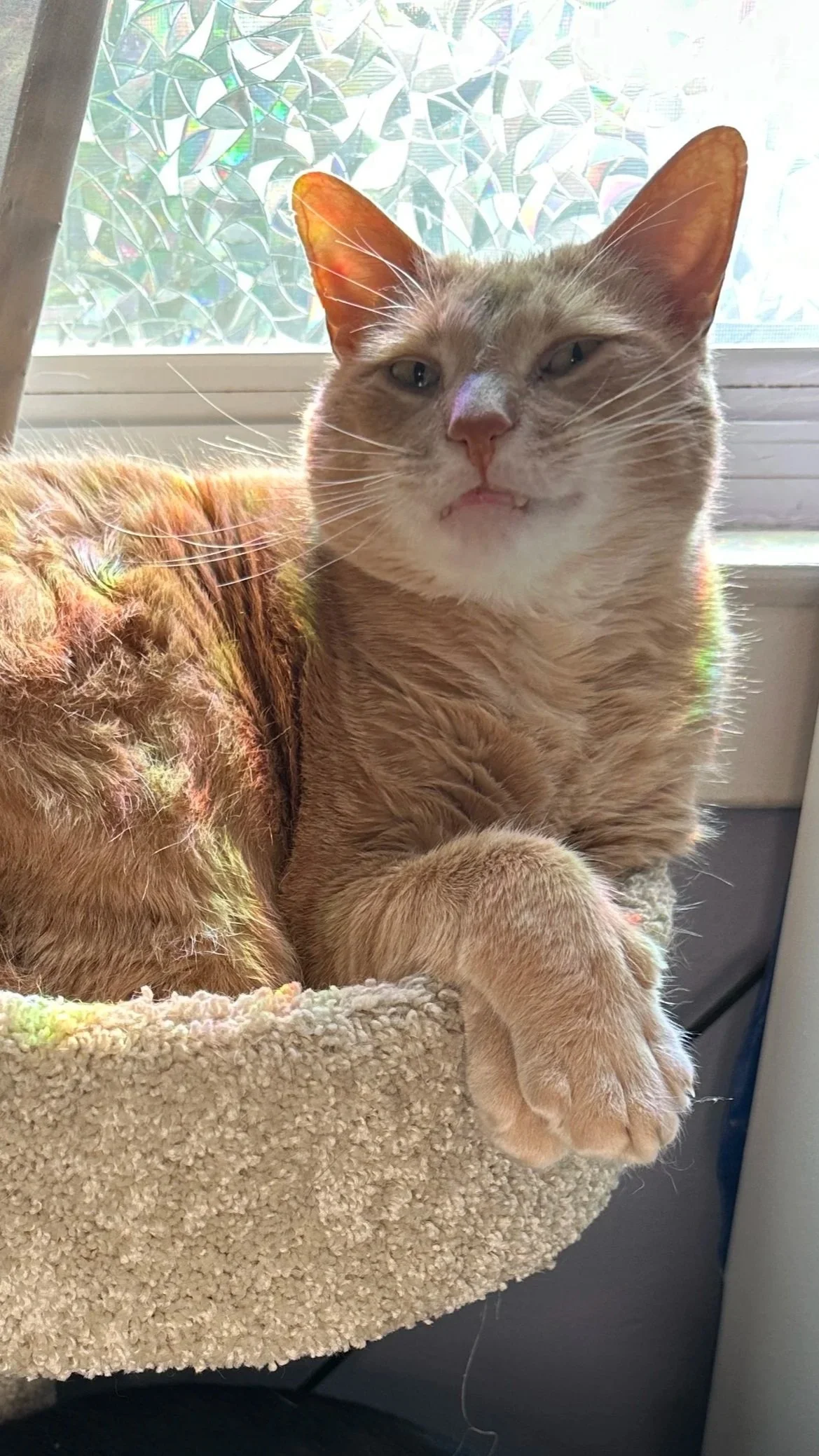 An extra large ginger tabby cat with one eye half-closed, winking at the reader while resting on a plush beige cat bed by a window with stained glass design.