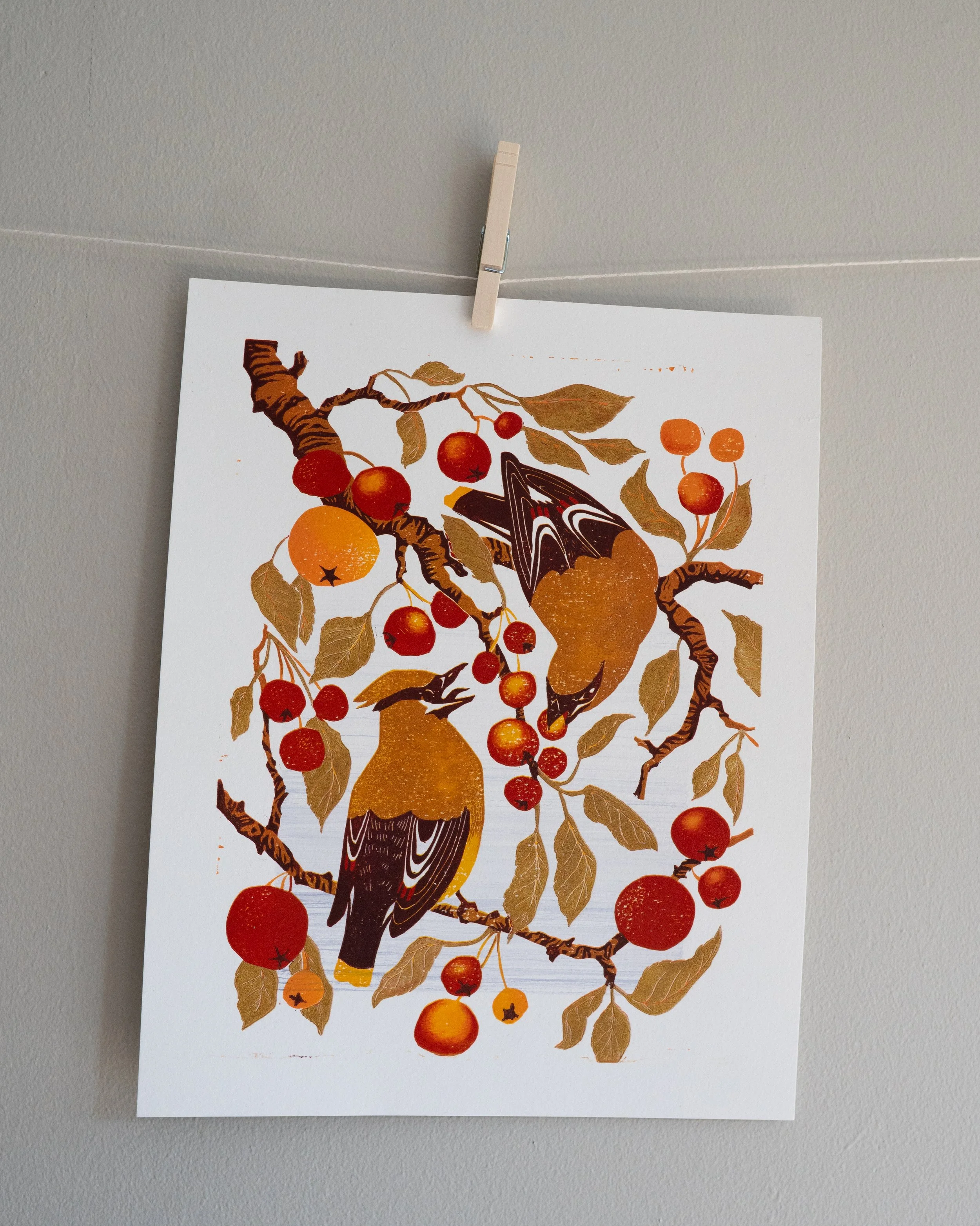 Waxwings Ahead of Winter (Edition No. 8)