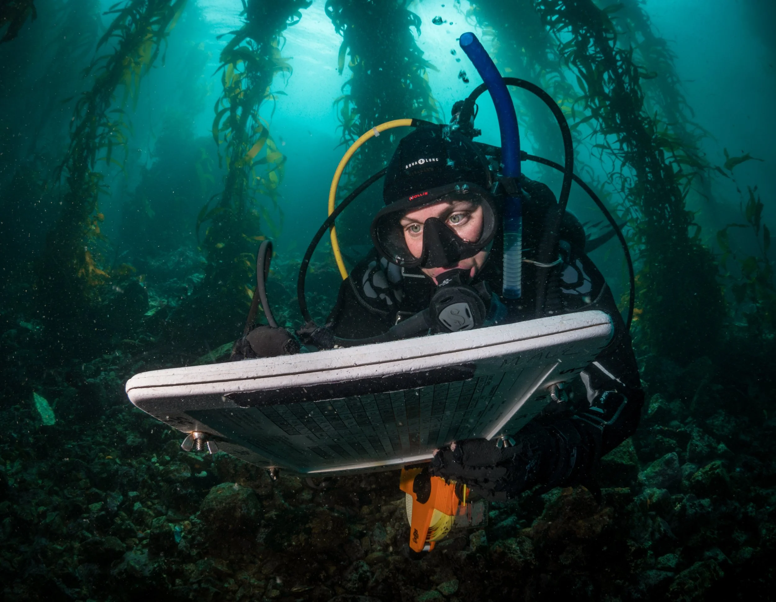 A diver underwater doing research in northern california kelp forests, wearing diving gear and holding a camera.