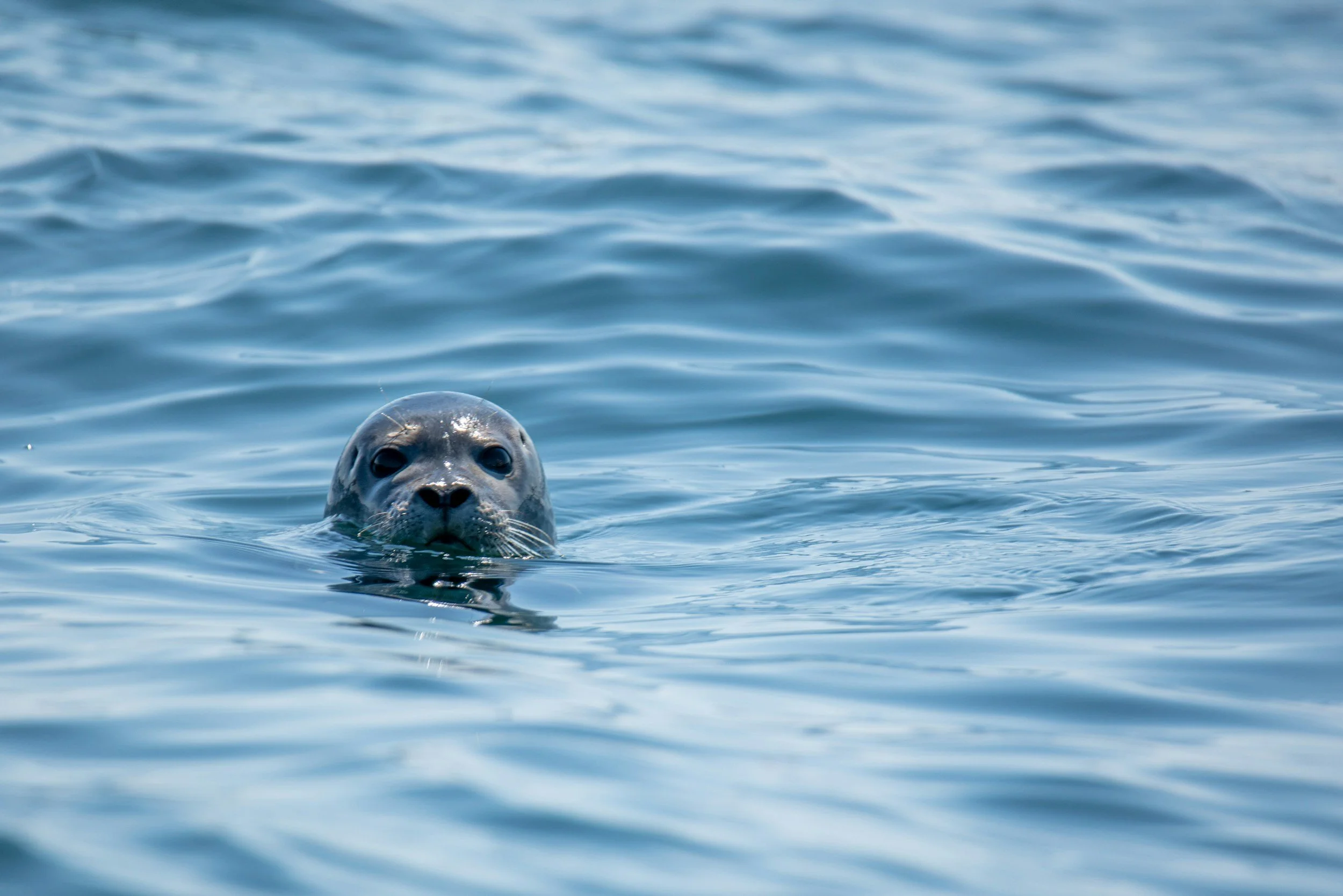 A seal's face and head visible above calm blue ocean water.