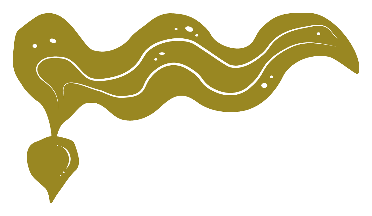 An illustration of a large, elongated giant kelp
