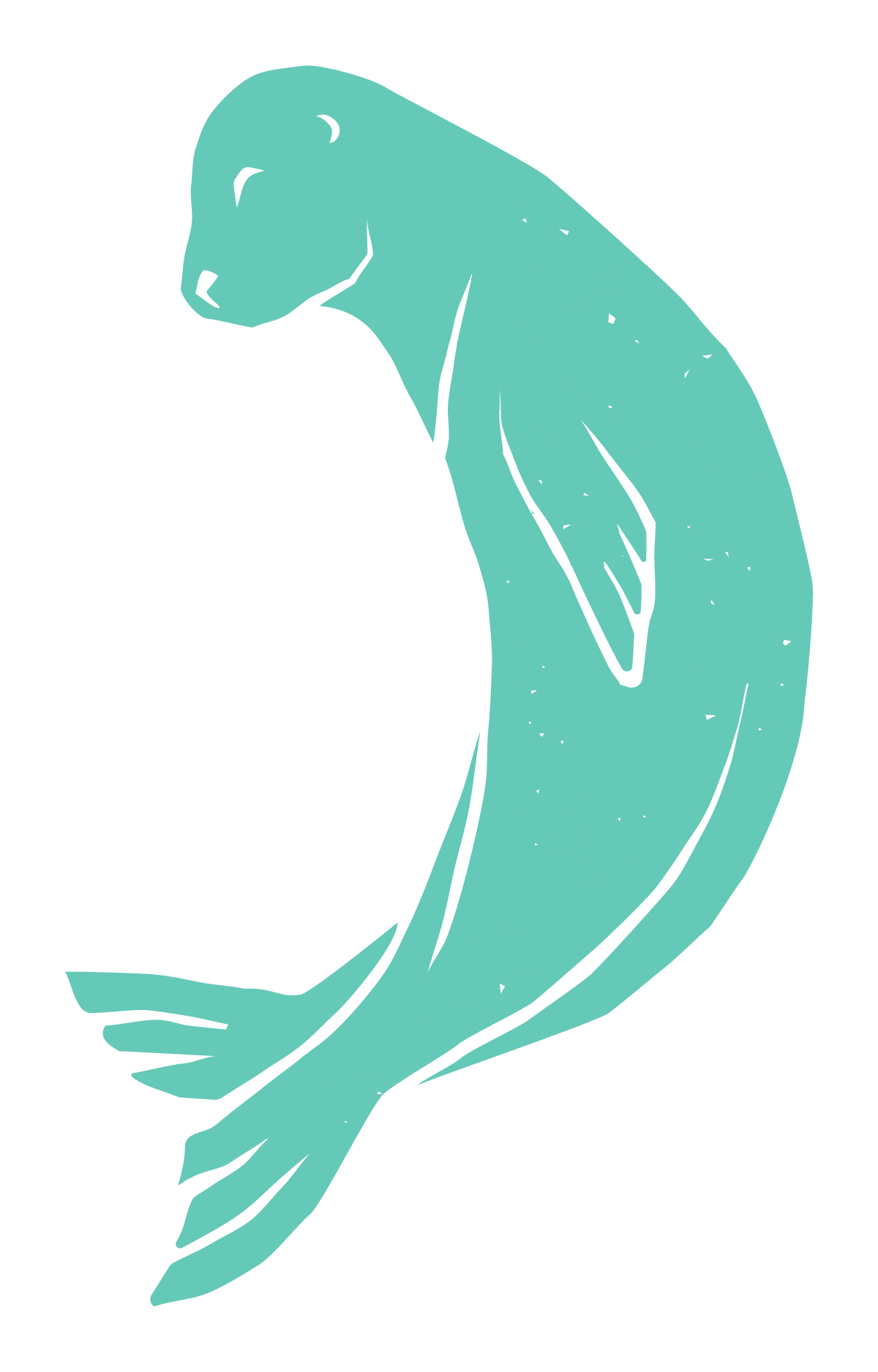 An illustration of a harbor seal with a sleek, elongated body and closed eyes