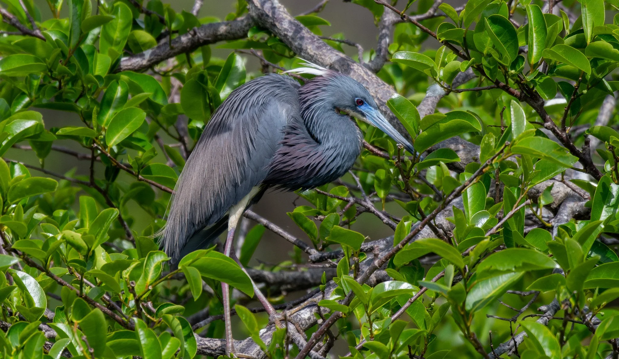 DSC_2977.jpg