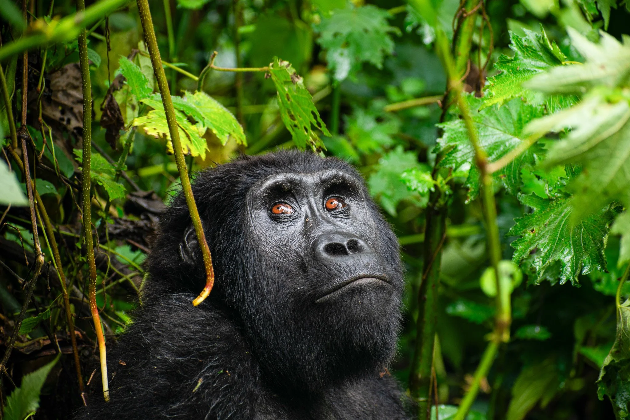 Gorilla Trekking, Uganda