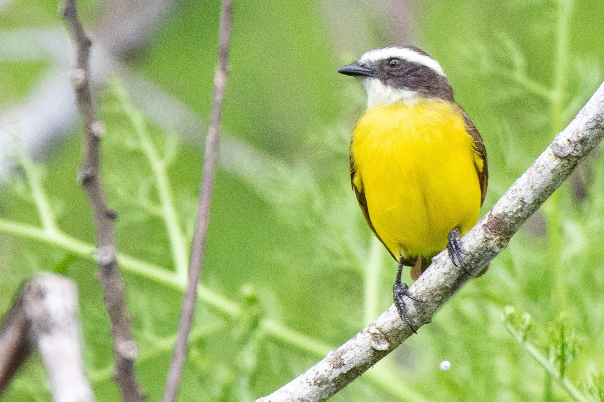 DSC_5536.jpg