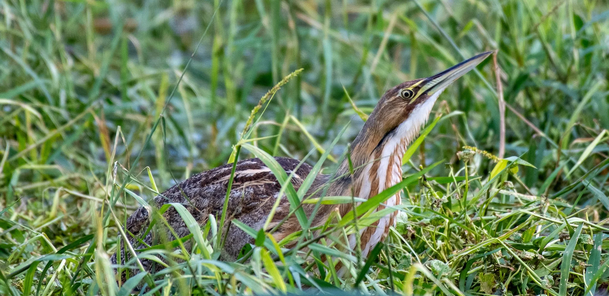 DSC_0558.jpg