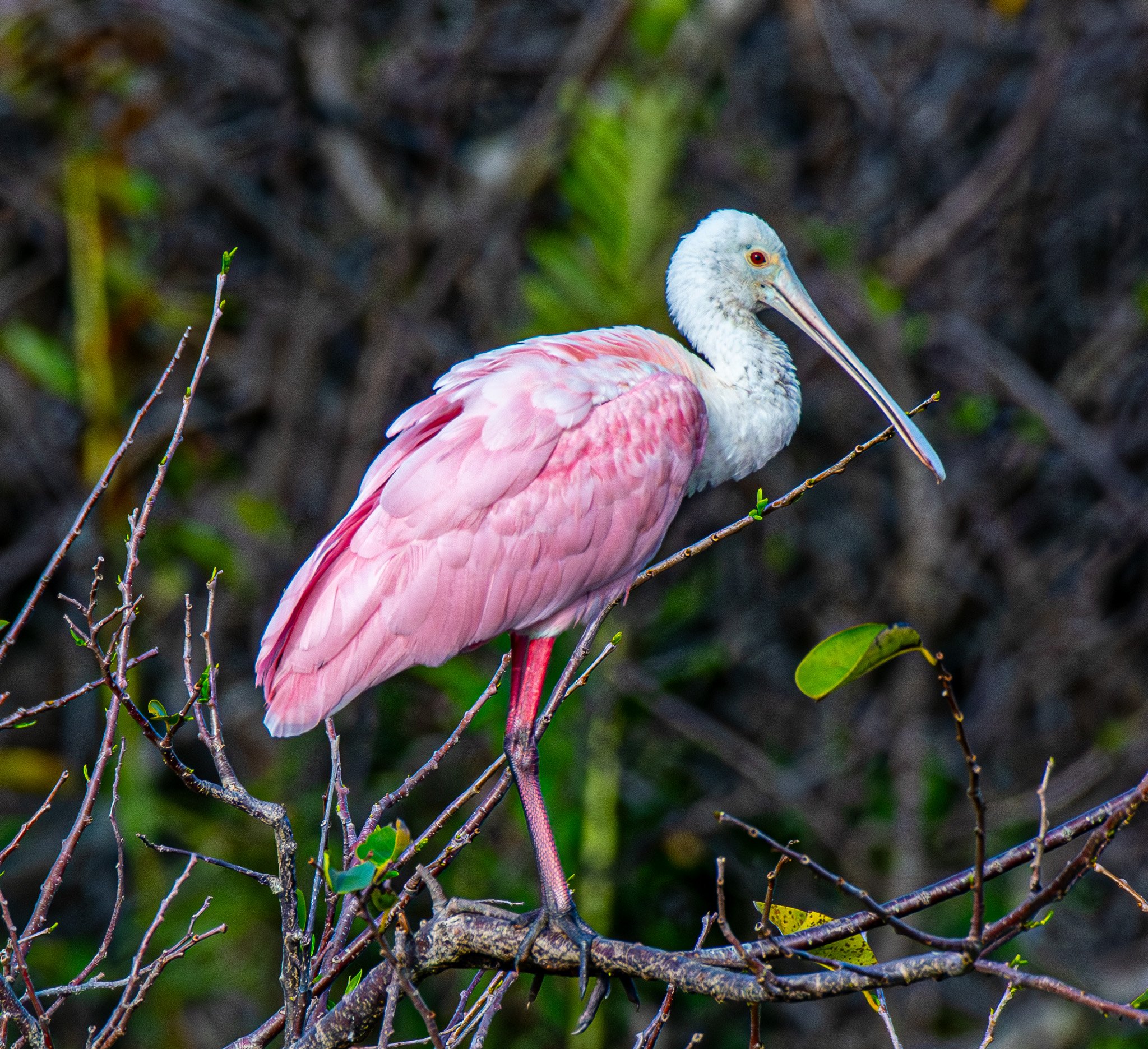 DSC_1925-Enhanced-NR.jpg